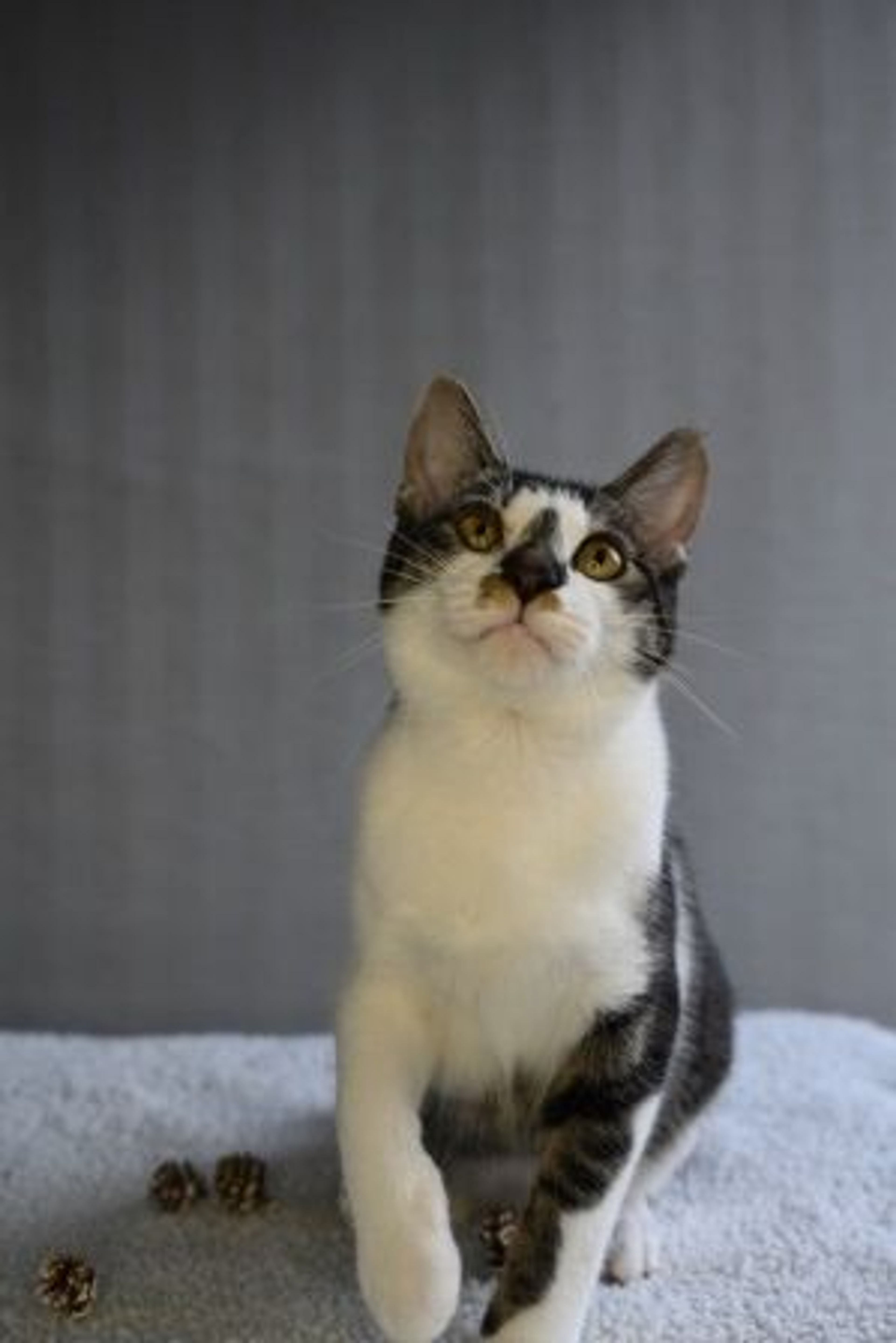 pet-image-5