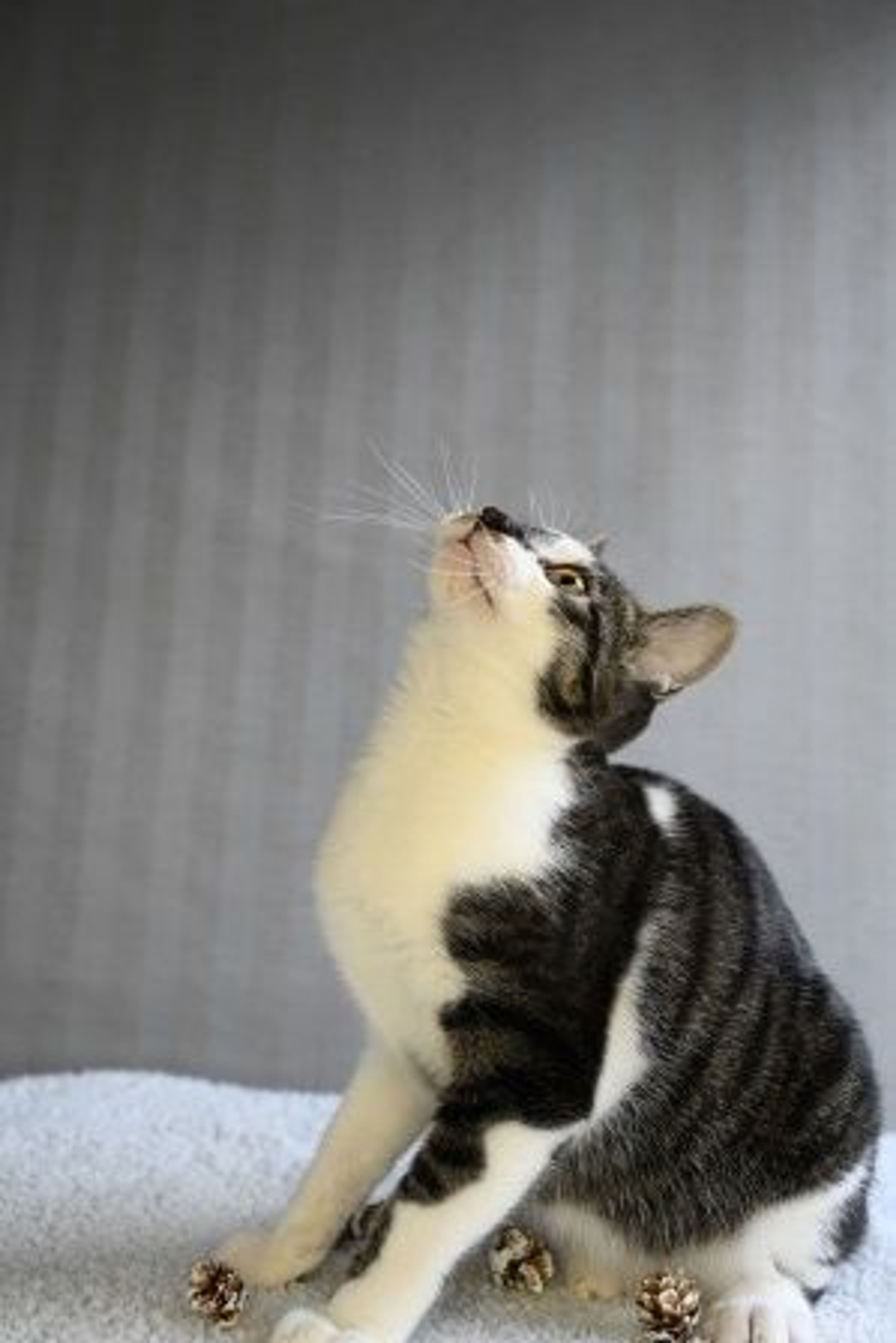 pet-image-6