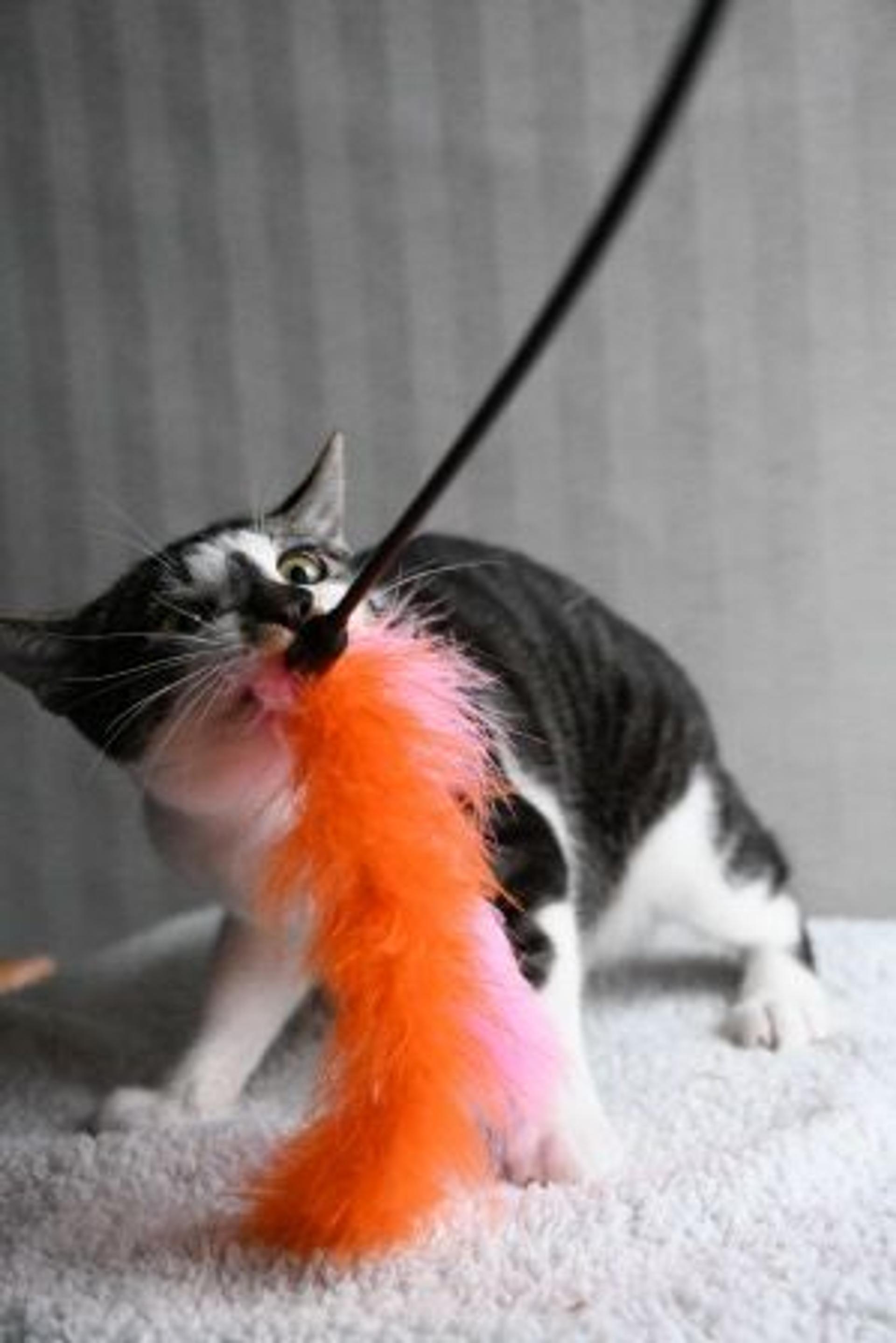 pet-image-7
