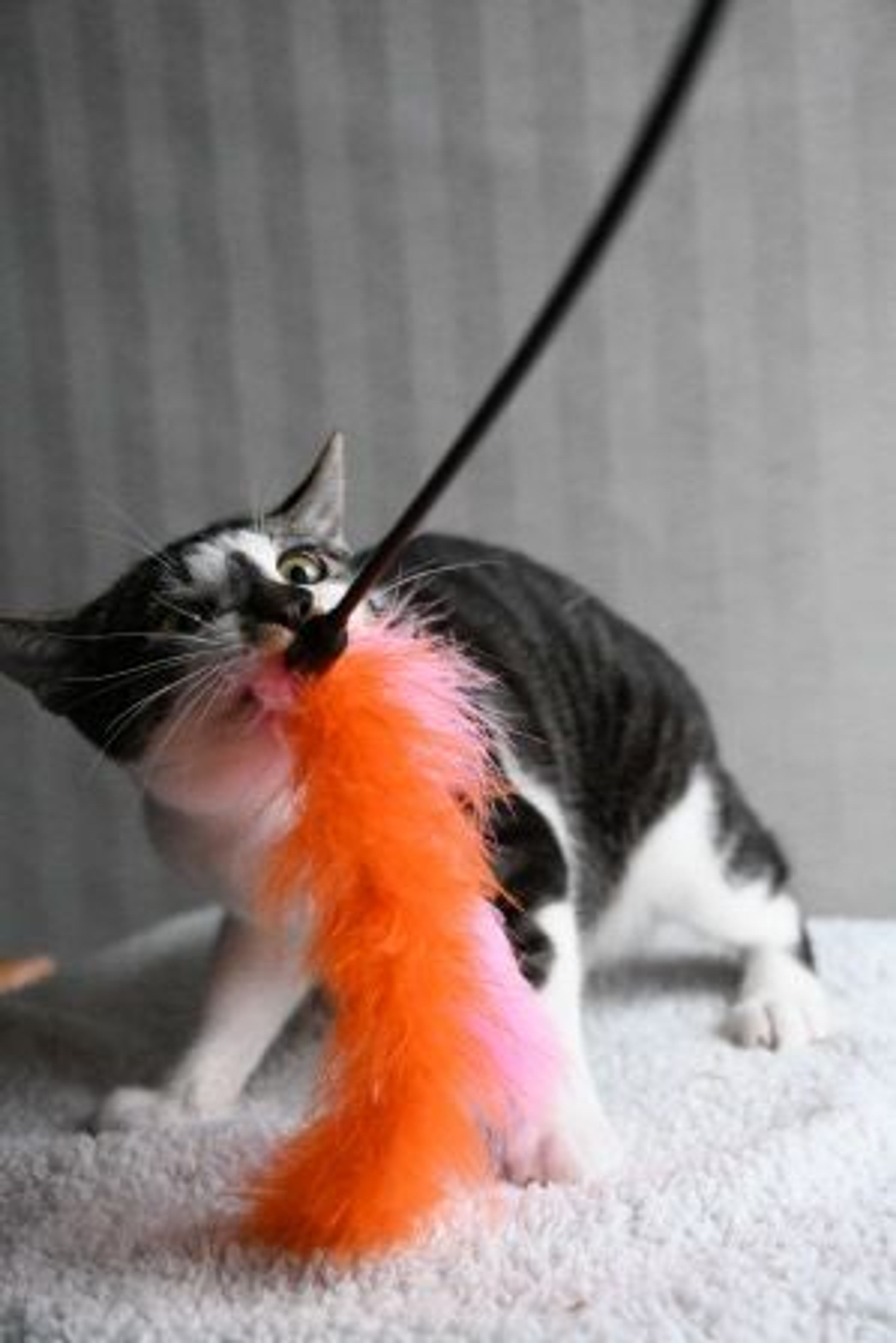 pet-image-7