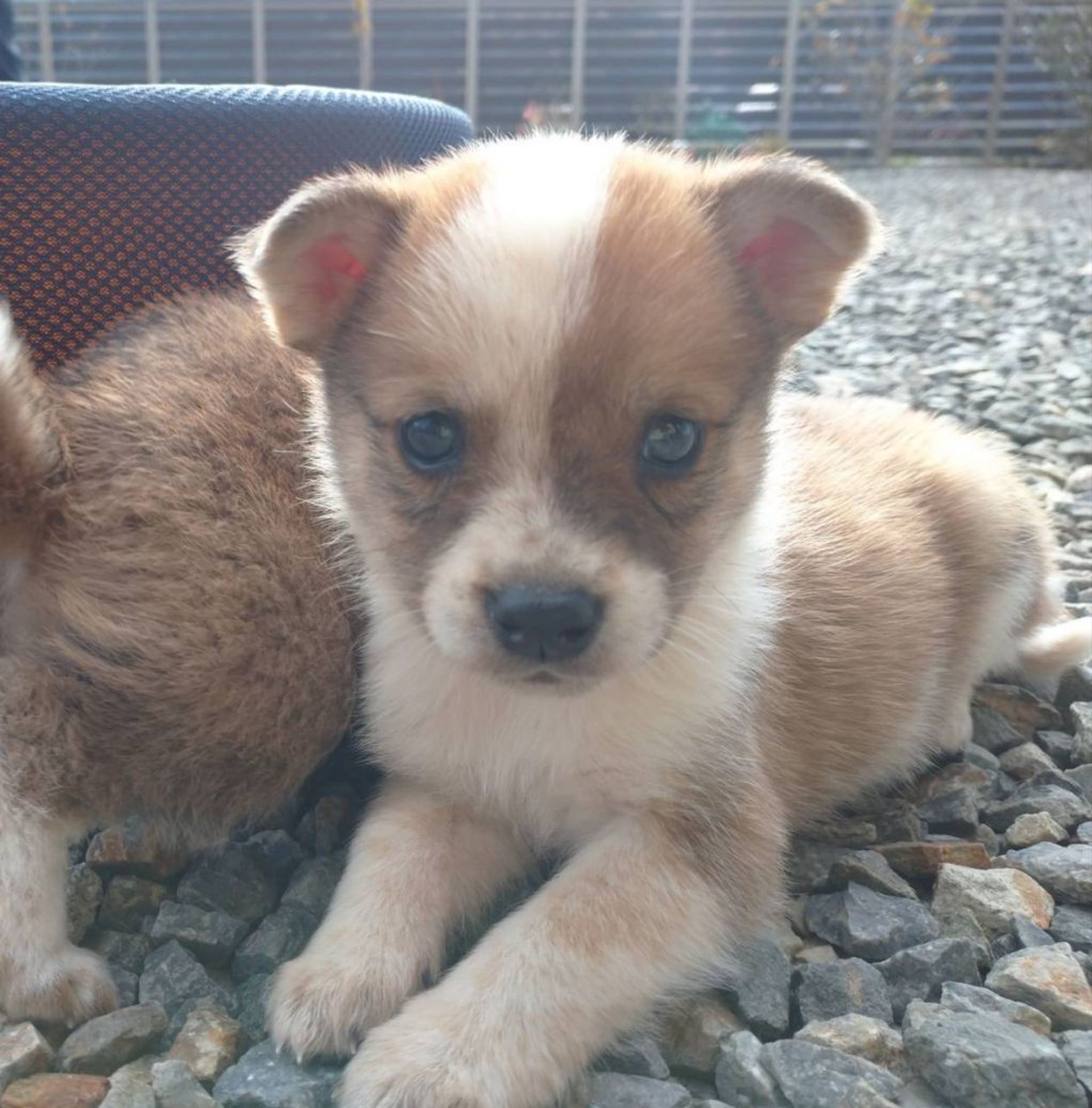 雑種（ミックス犬）・メスの里親募集の写真