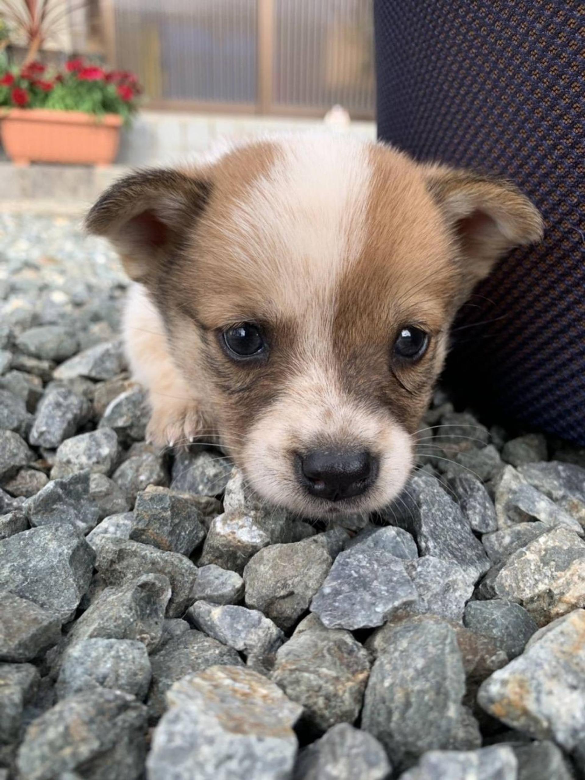 pet-image-3
