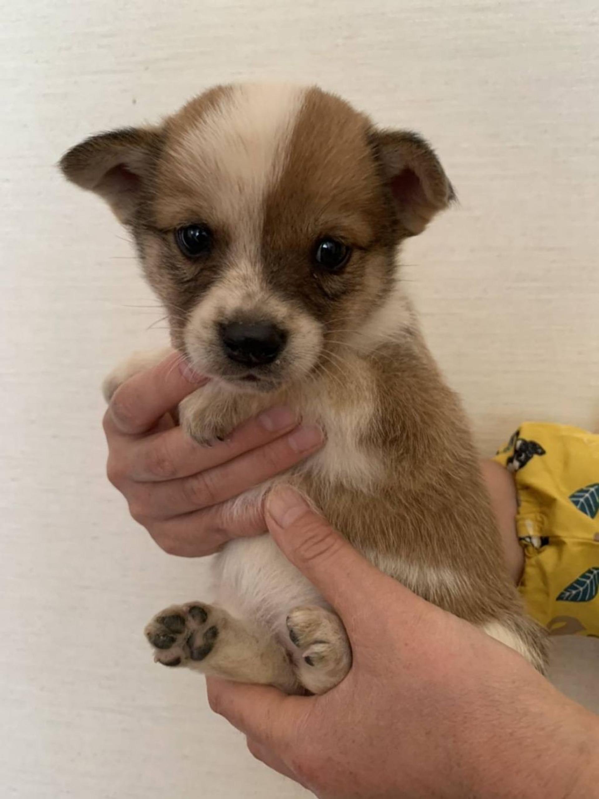 pet-image-4