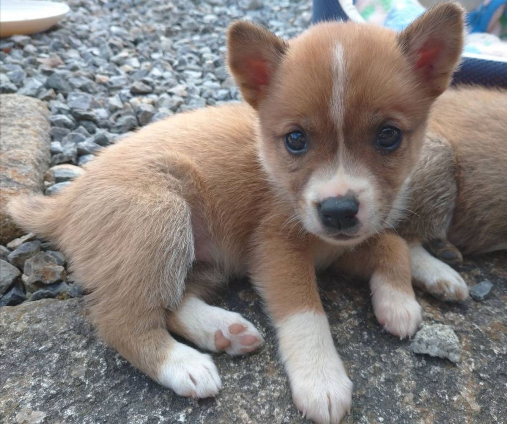 雑種（ミックス犬）・メスの里親募集の写真
