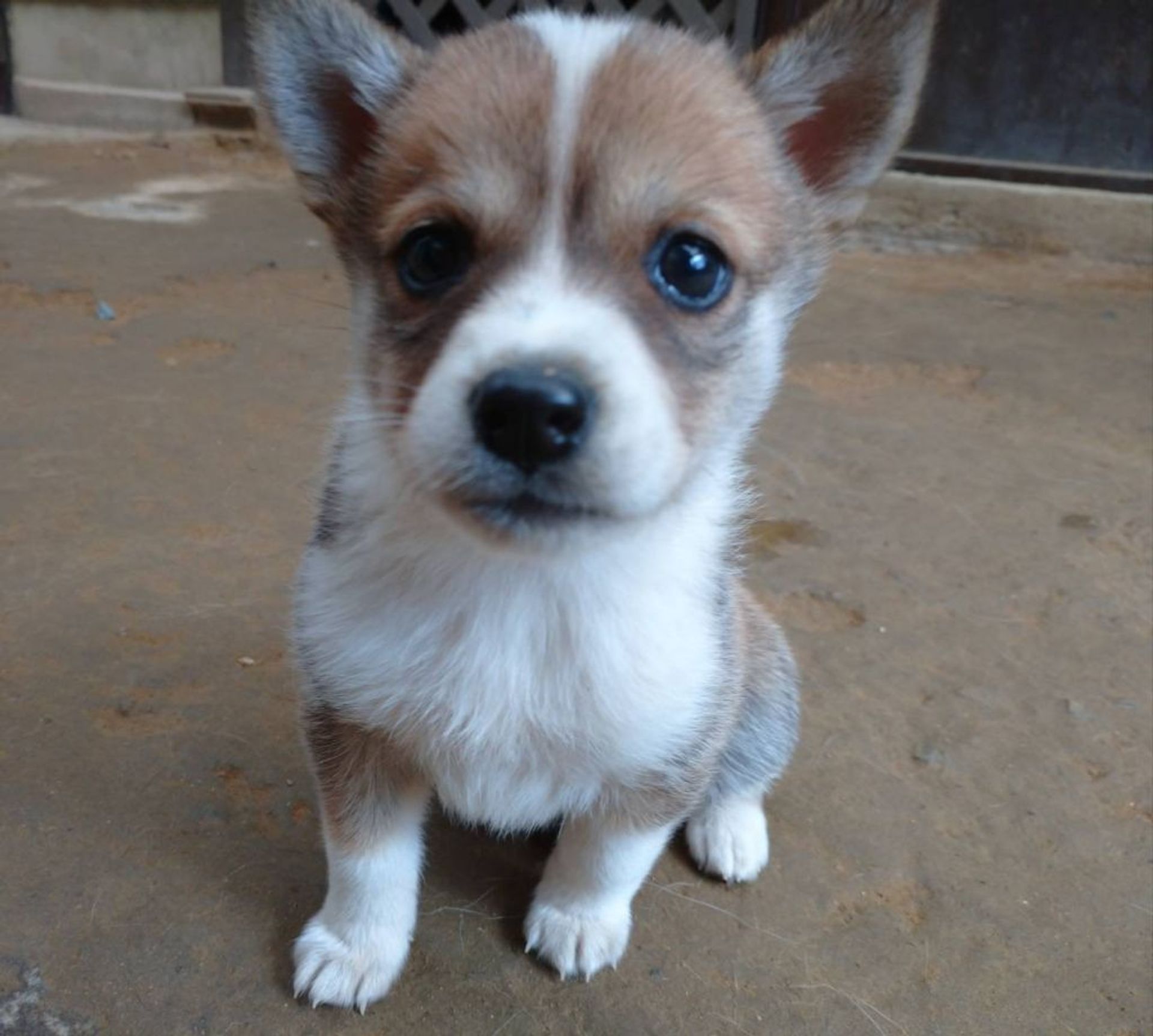 雑種（ミックス犬）・メスの里親募集の写真