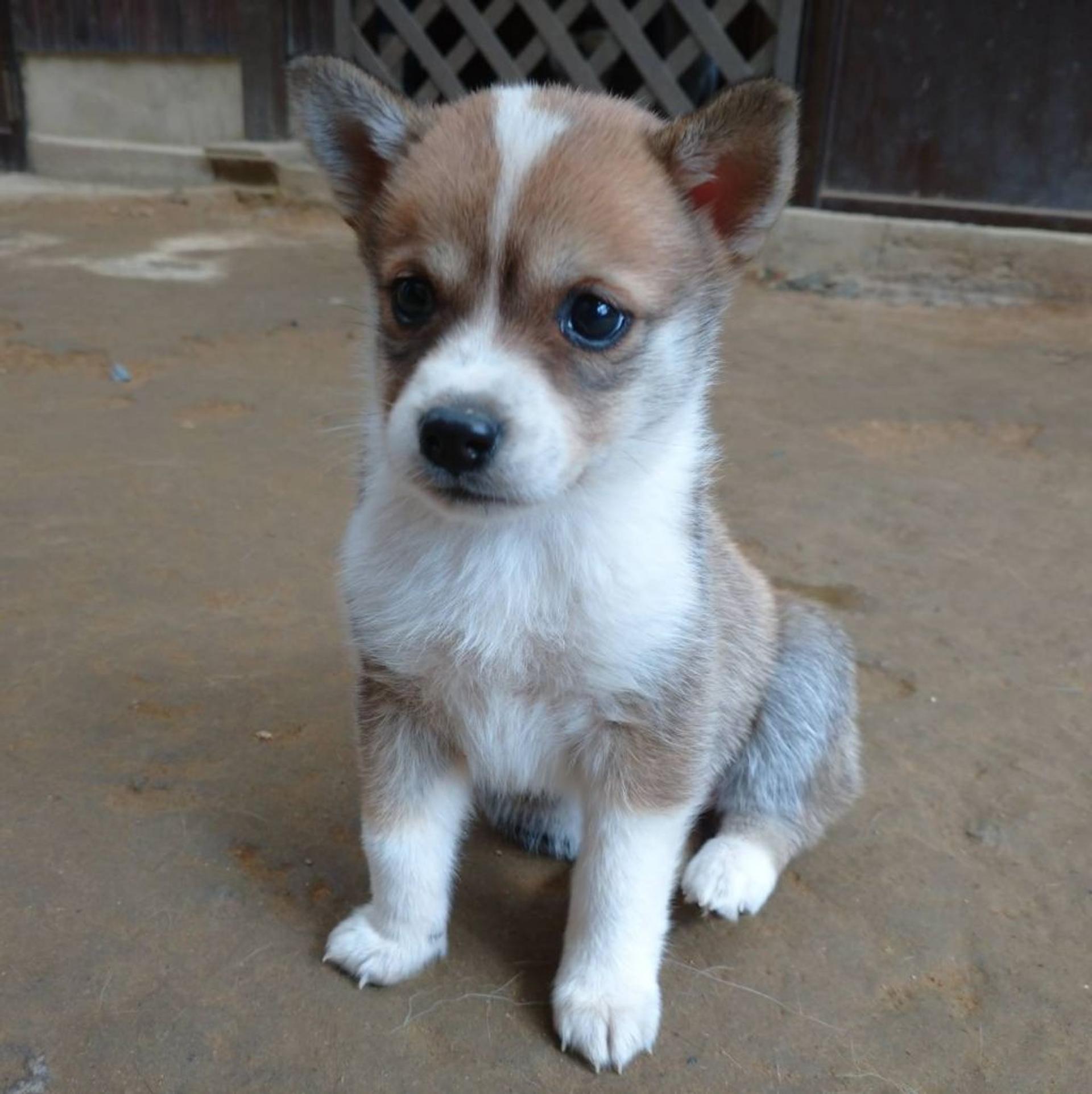pet-image-2