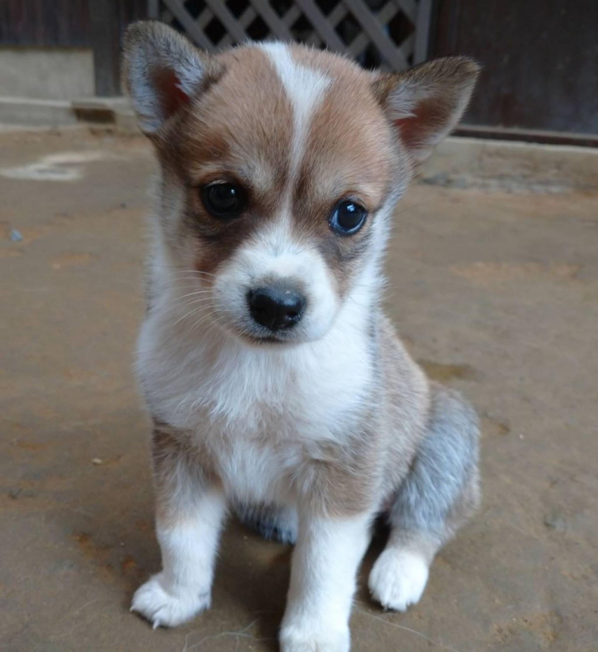 pet-image-3