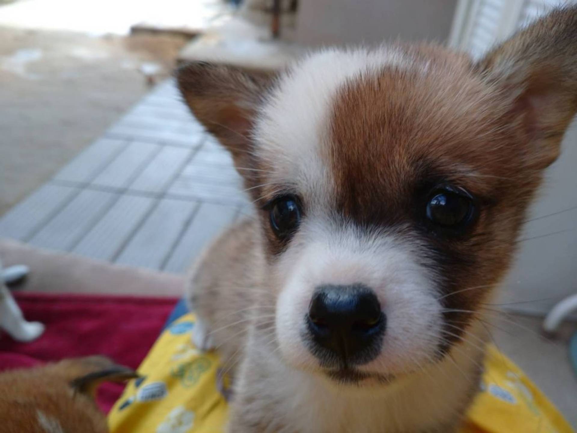 雑種（ミックス犬）・メスの里親募集の写真