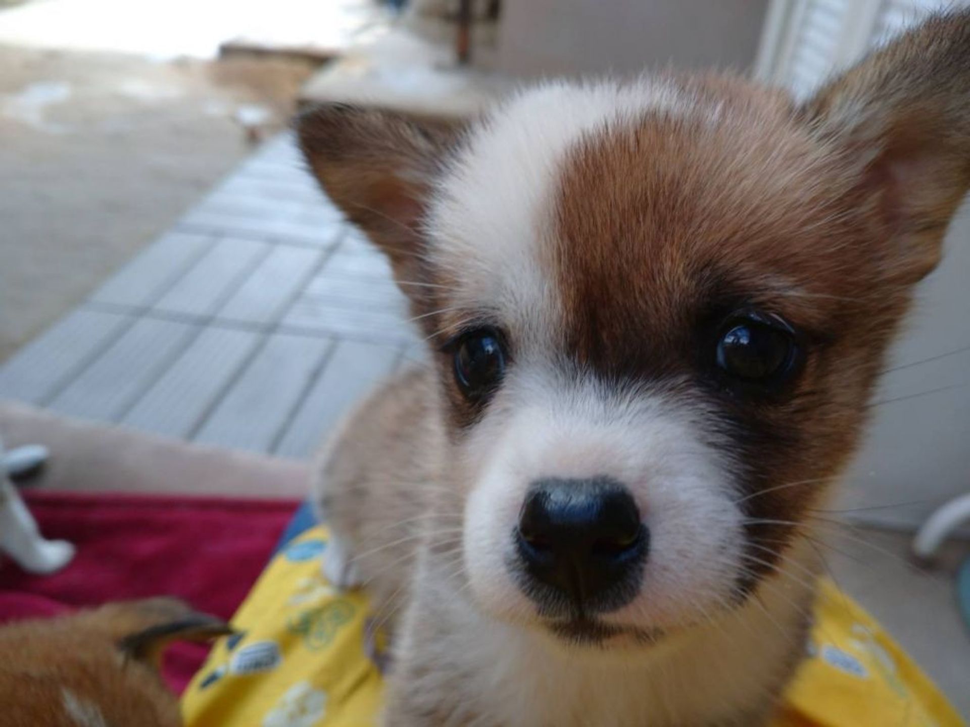 雑種（ミックス犬）・メスの里親募集の写真