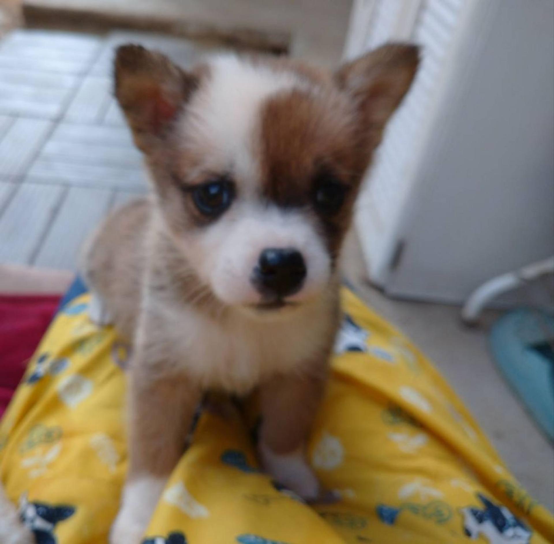 pet-image-3