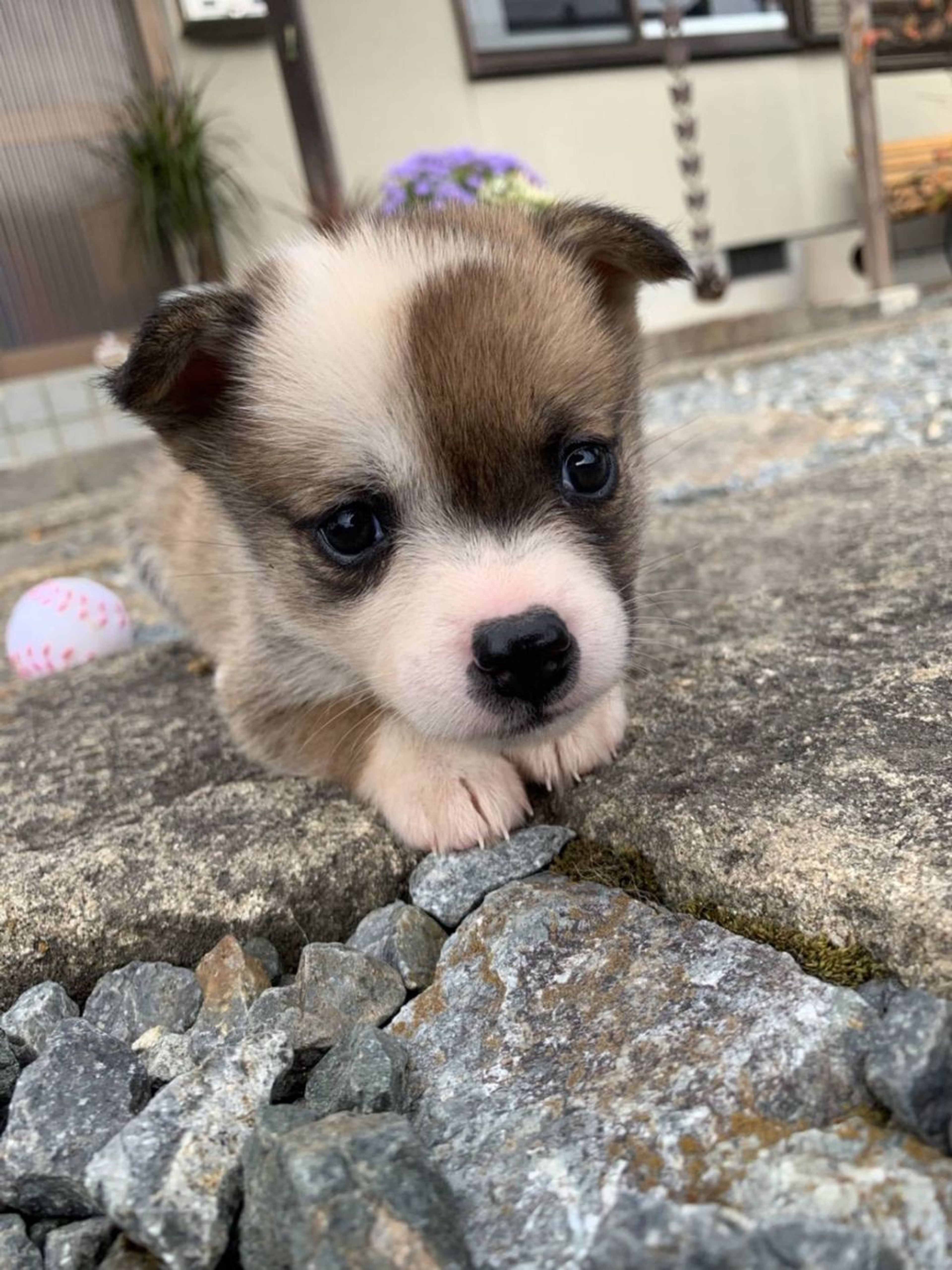 pet-image-5