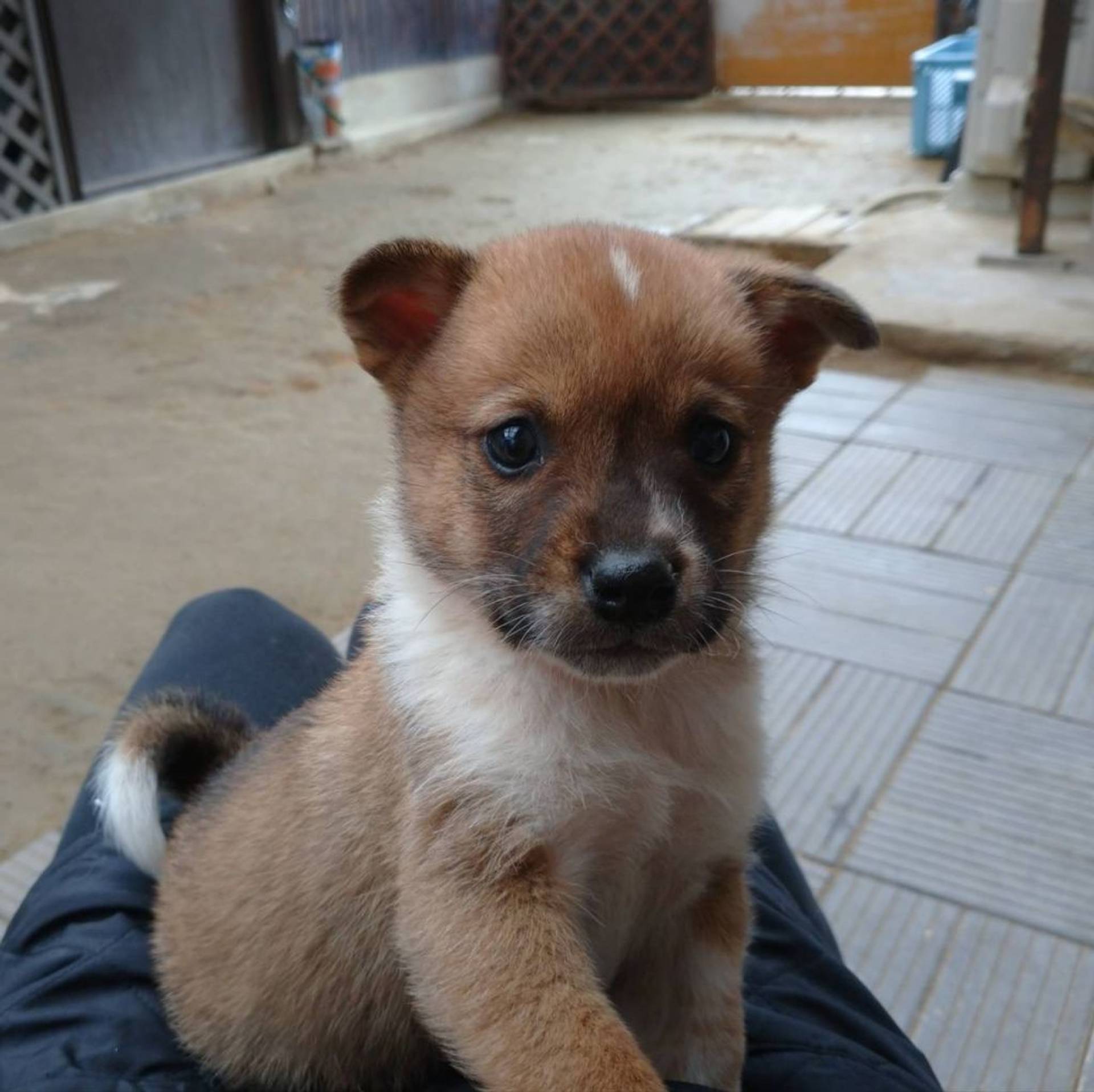 雑種（ミックス犬）・オスの里親募集の写真