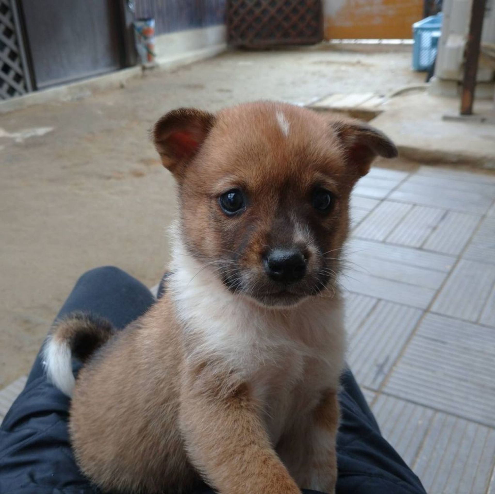 雑種（ミックス犬）・オスの里親募集の写真