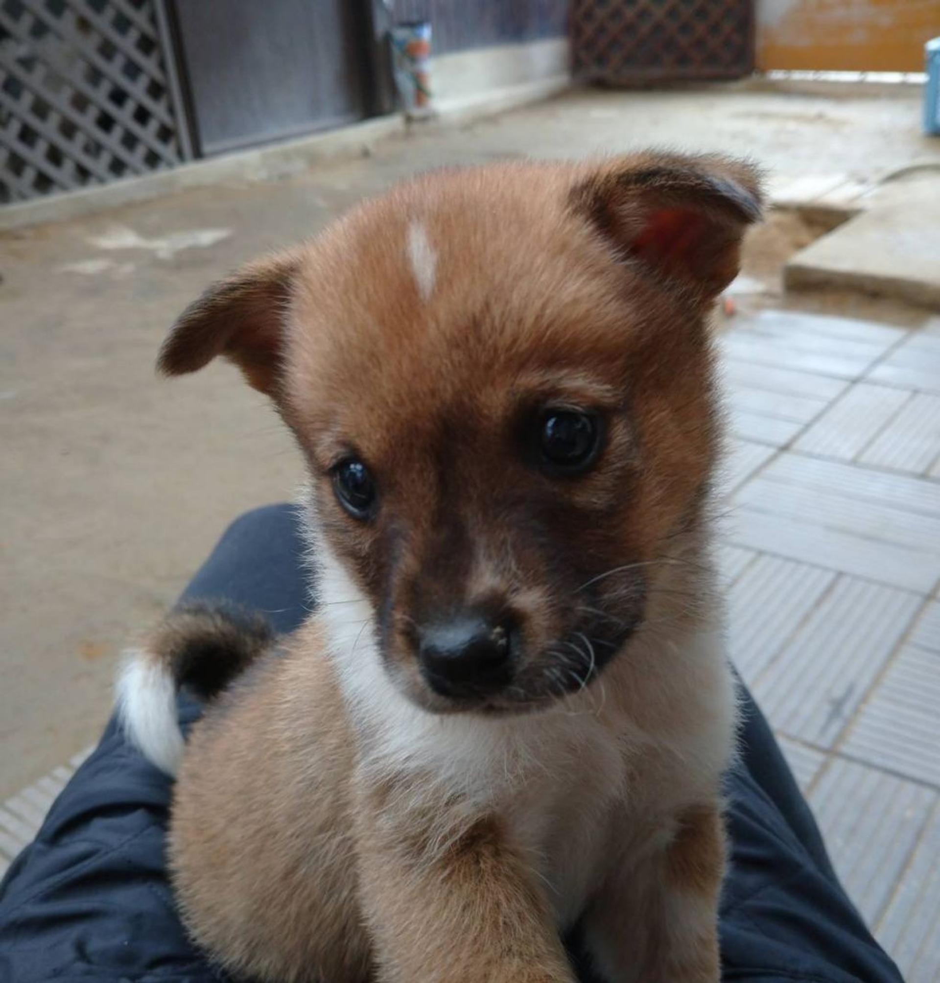 pet-image-3