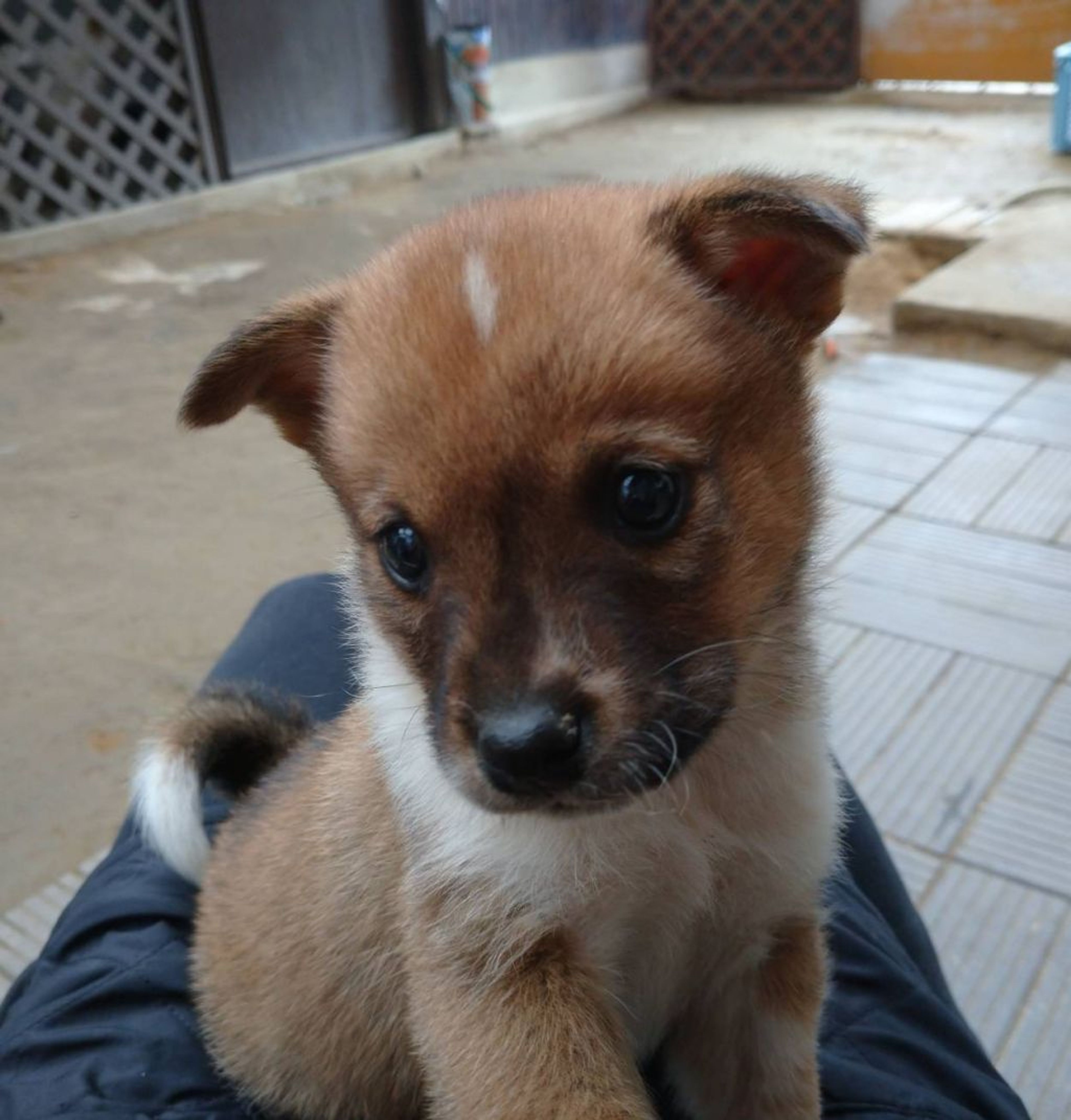 pet-image-3