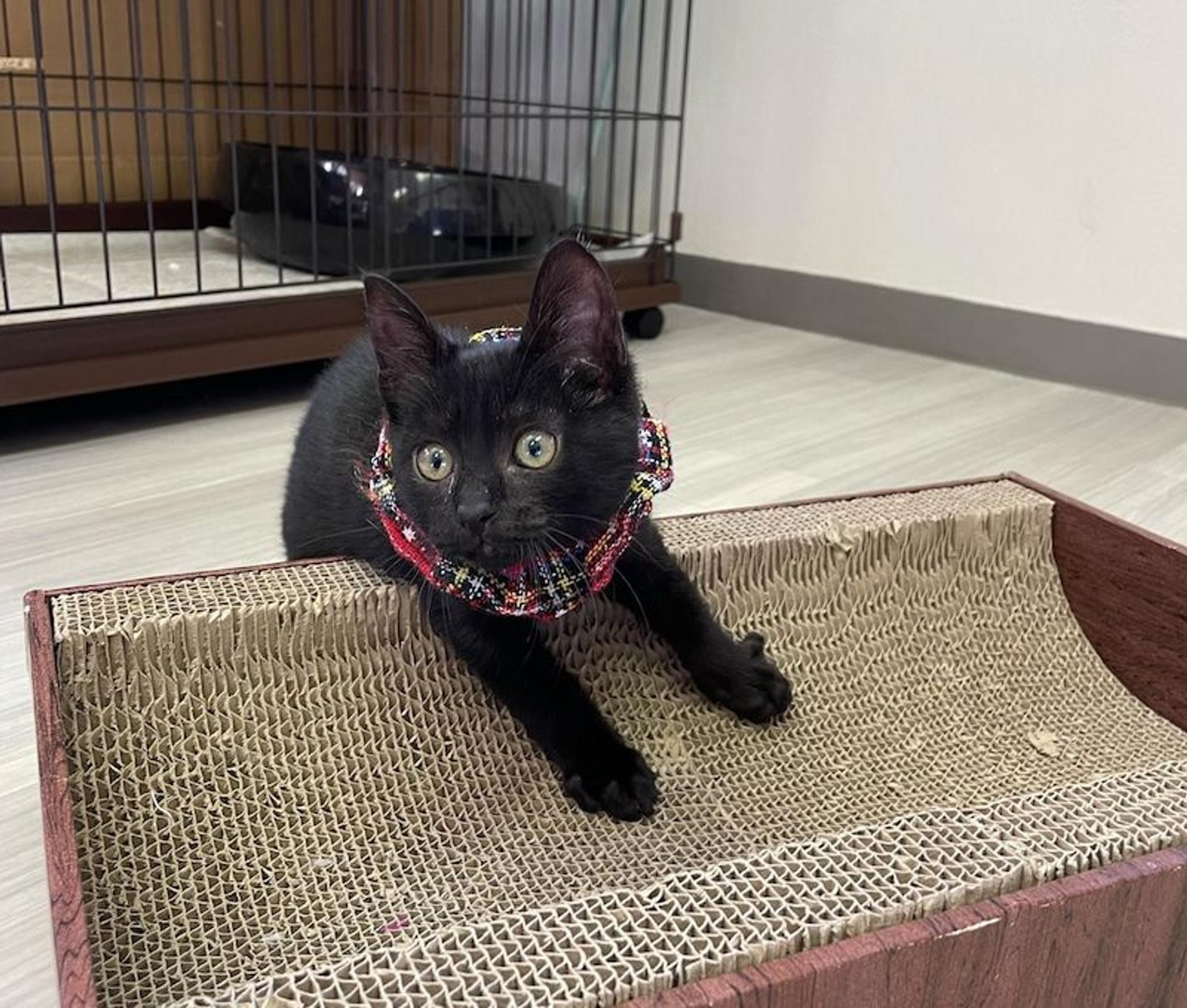 pet-image-2