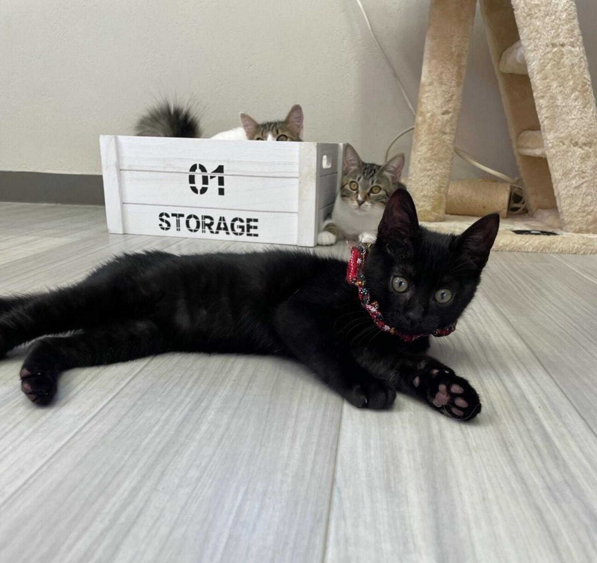 pet-image-3