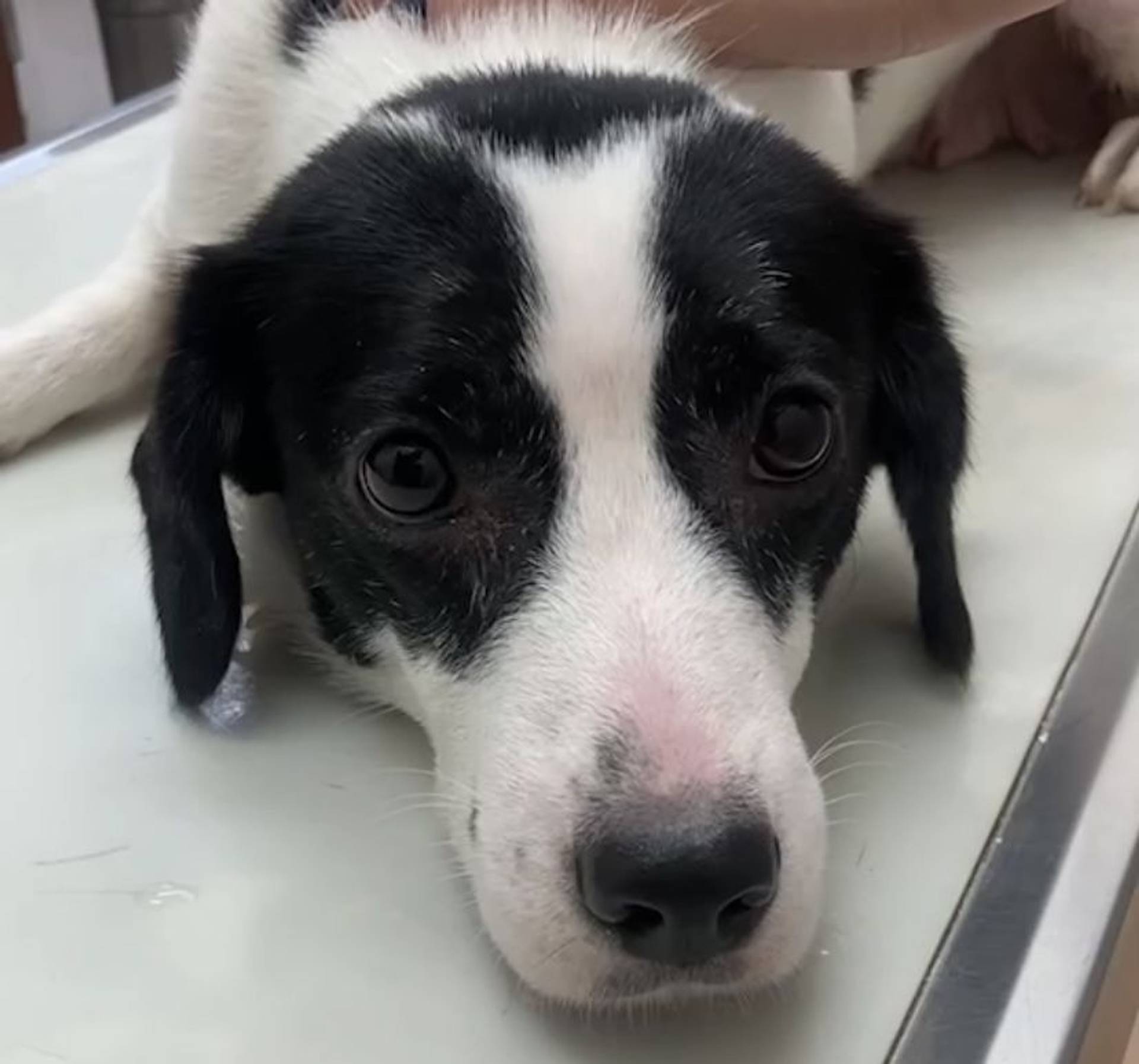 雑種（ミックス犬）・メスの里親募集の写真