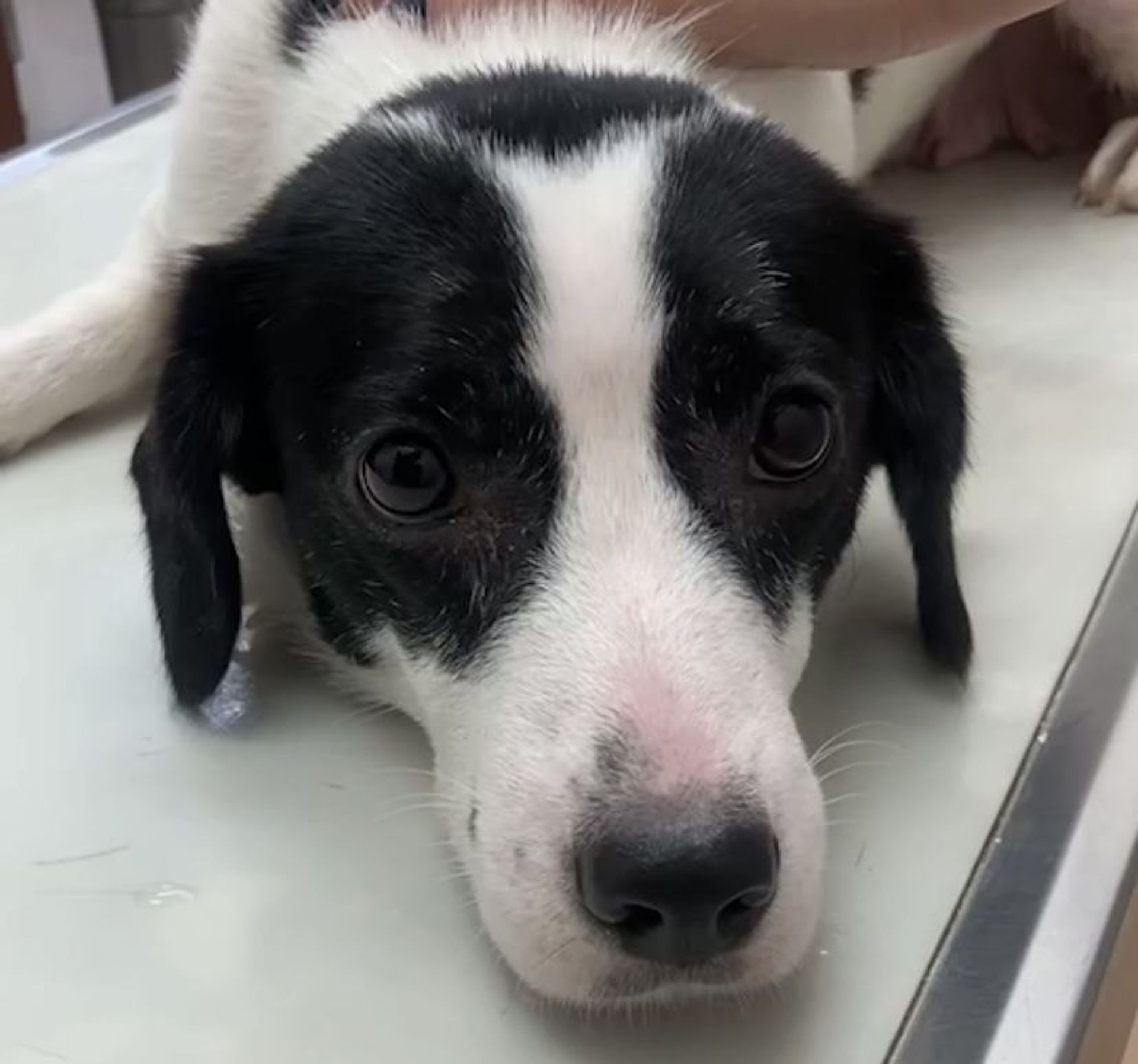 雑種（ミックス犬）・メスの里親募集の写真