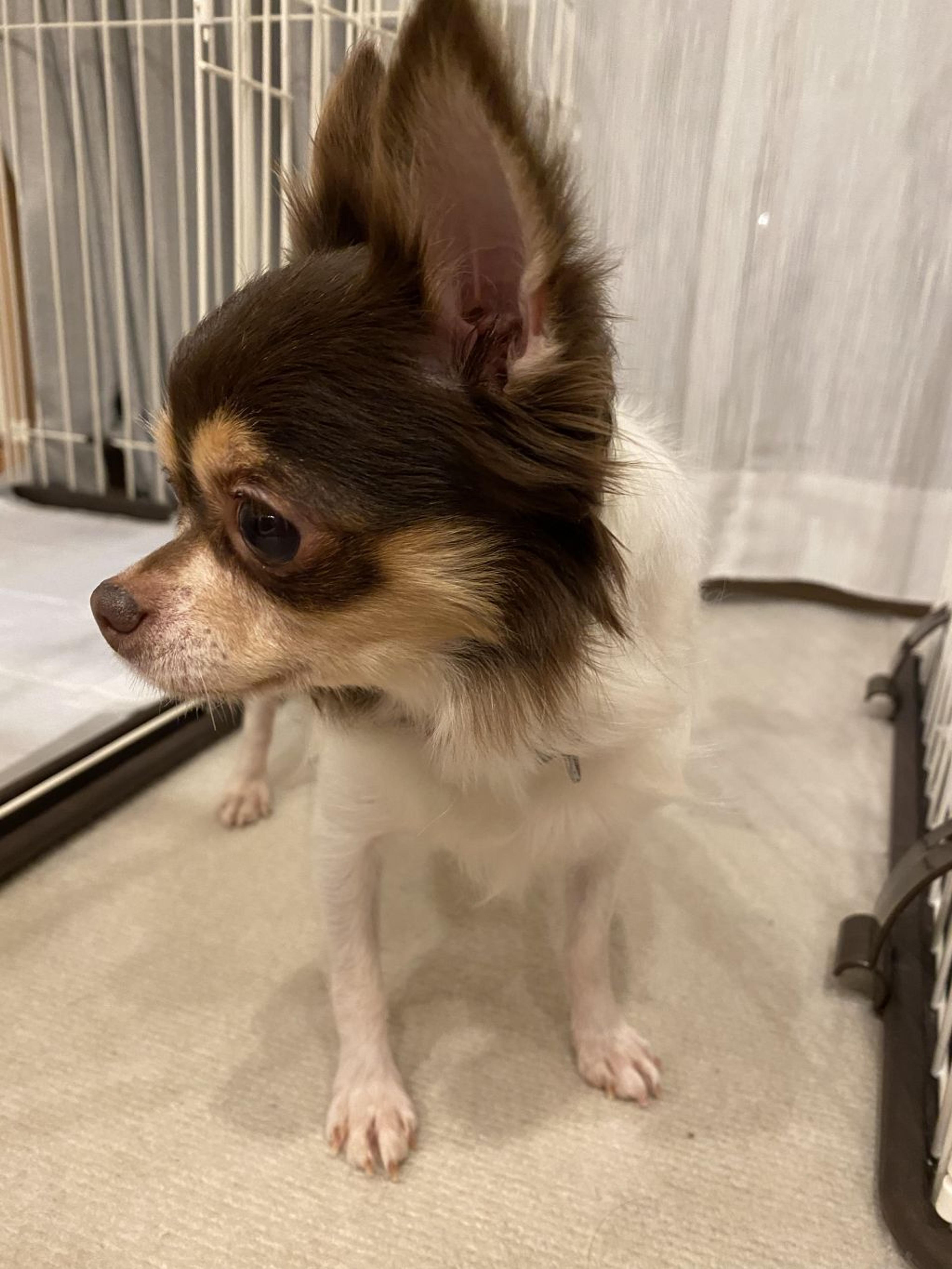 pet-image-2