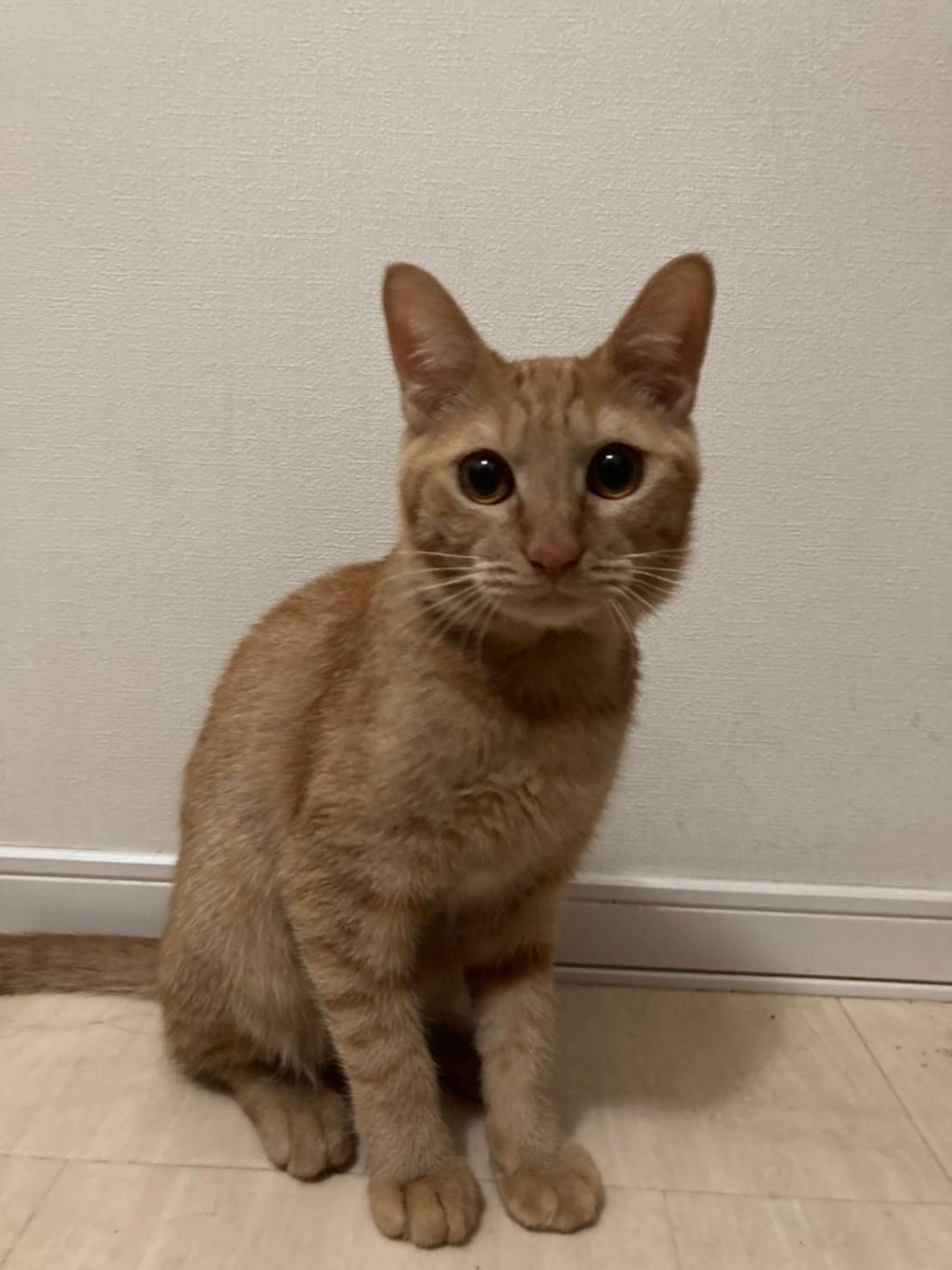 雑種（ミックス猫）・メスの里親募集の写真