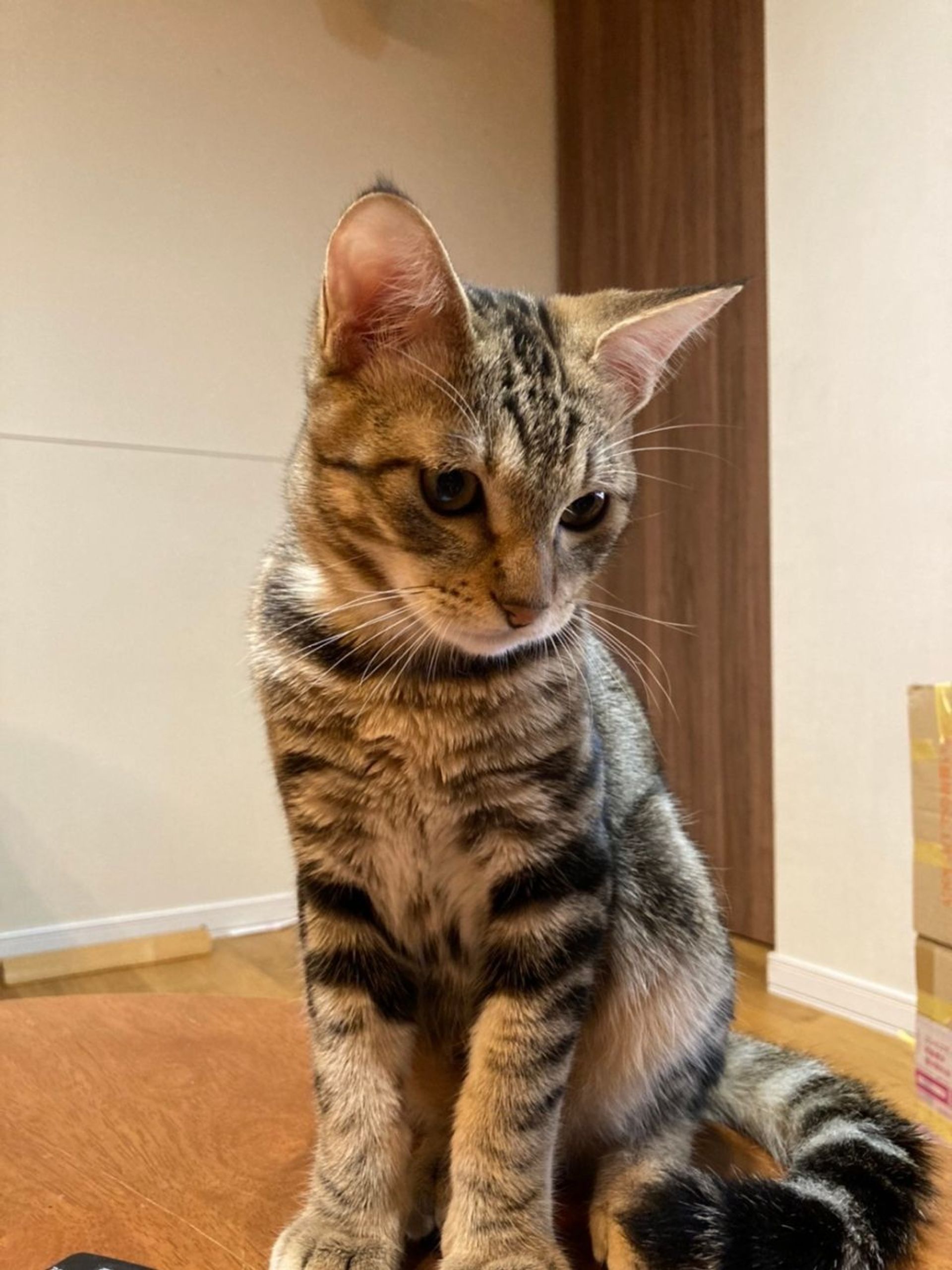 雑種（ミックス猫）・オスの里親募集の写真