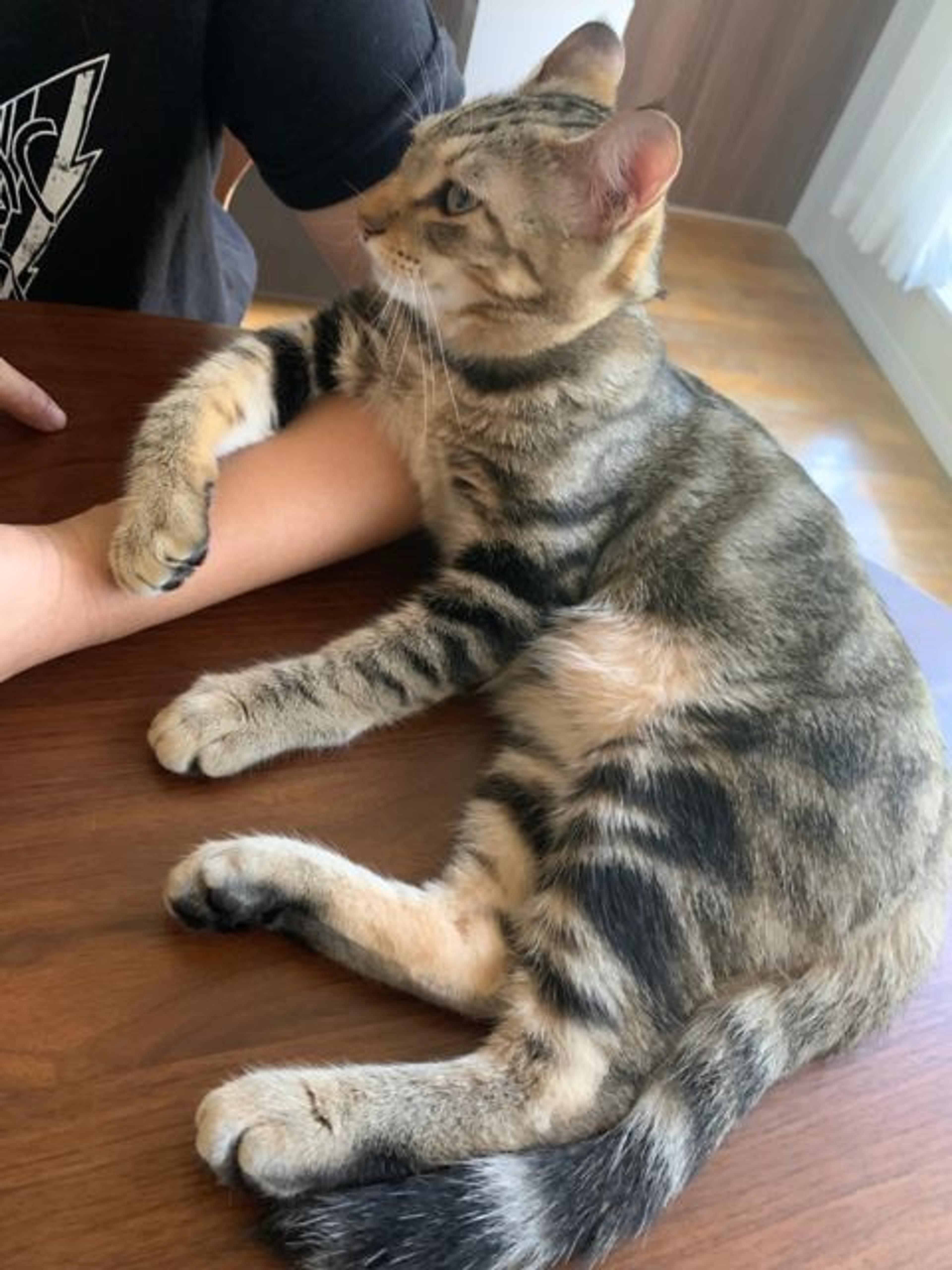 pet-image-2
