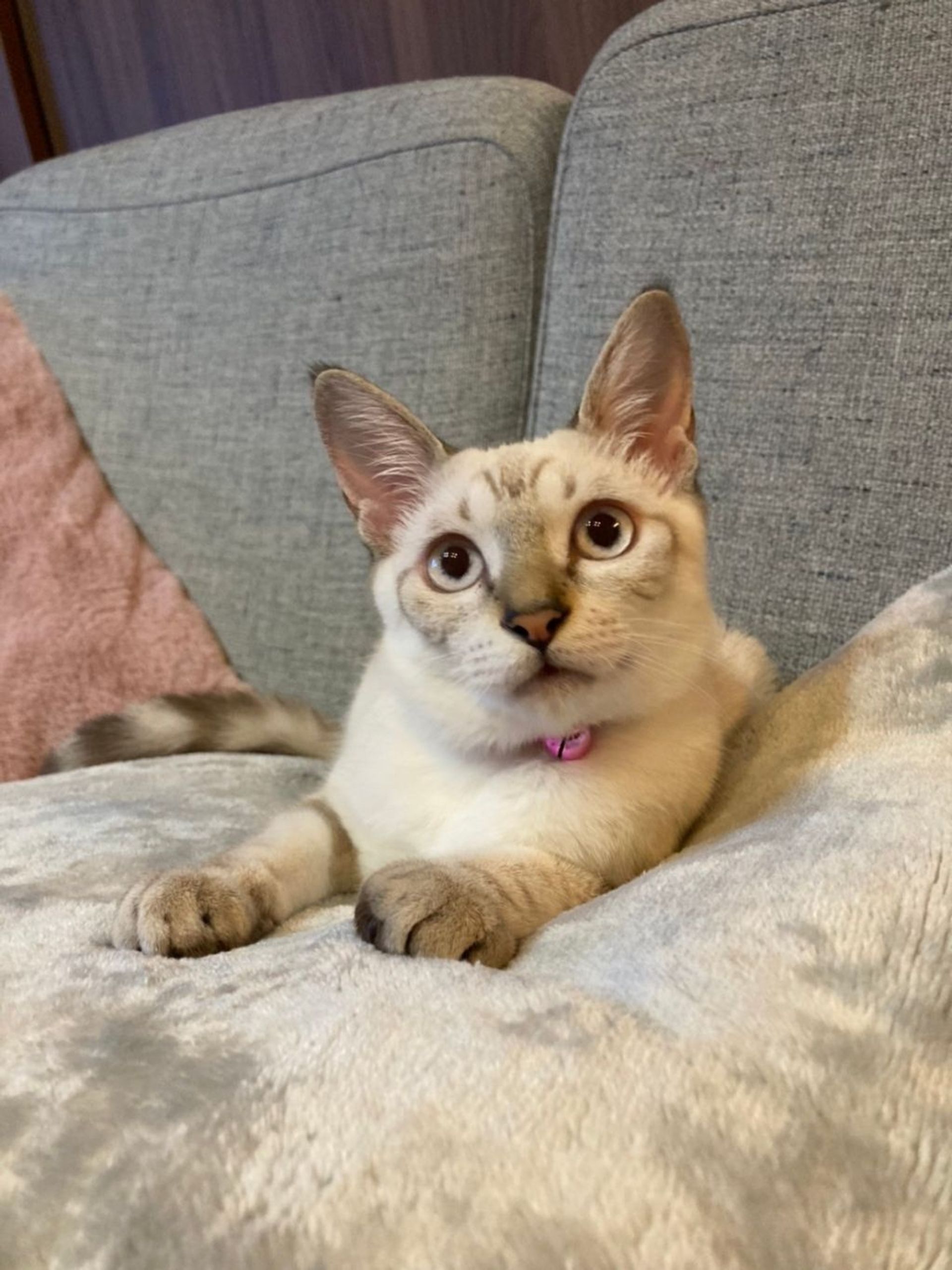 雑種（ミックス猫）・メスの里親募集の写真