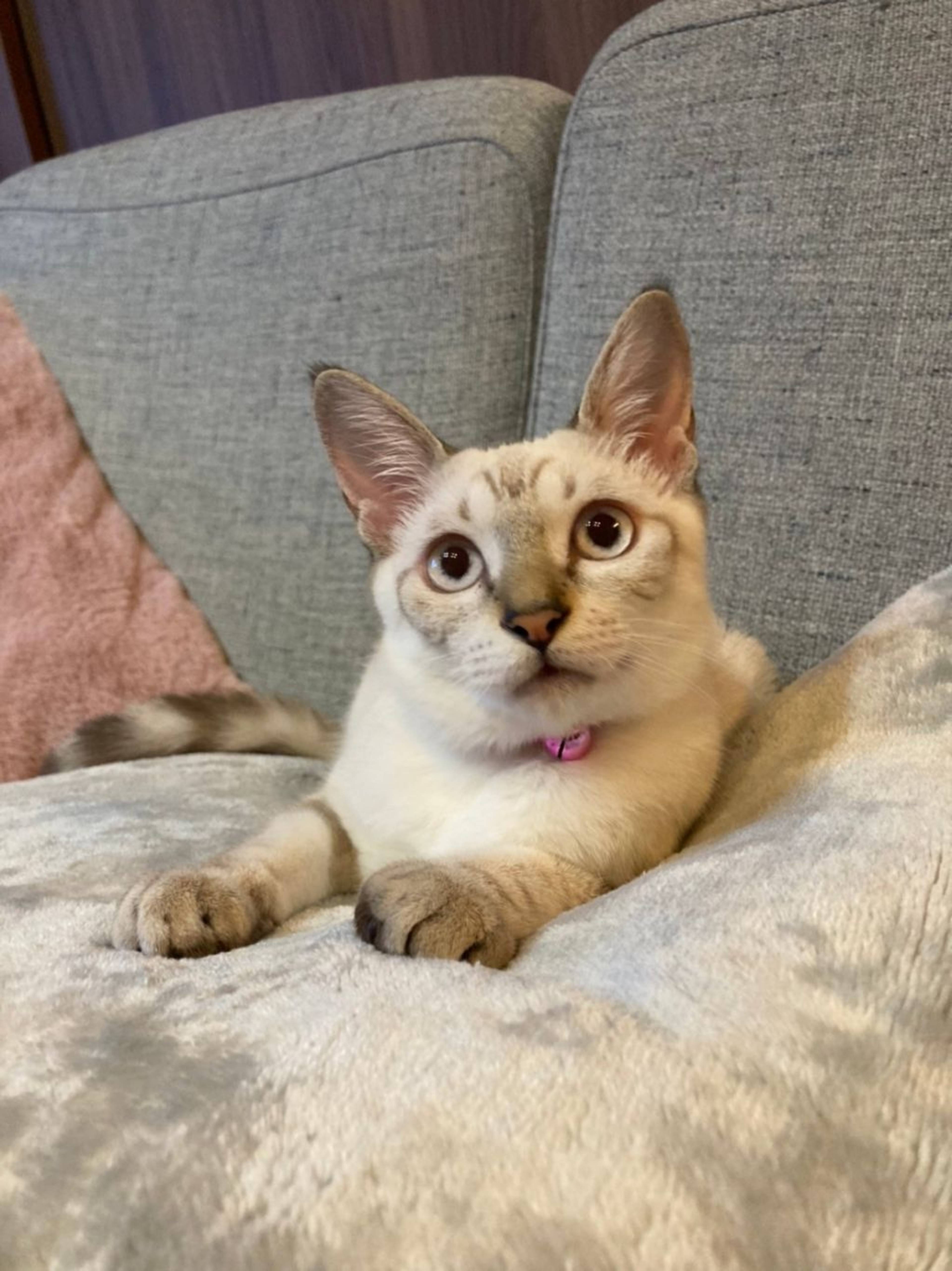 雑種（ミックス猫）・メスの里親募集の写真