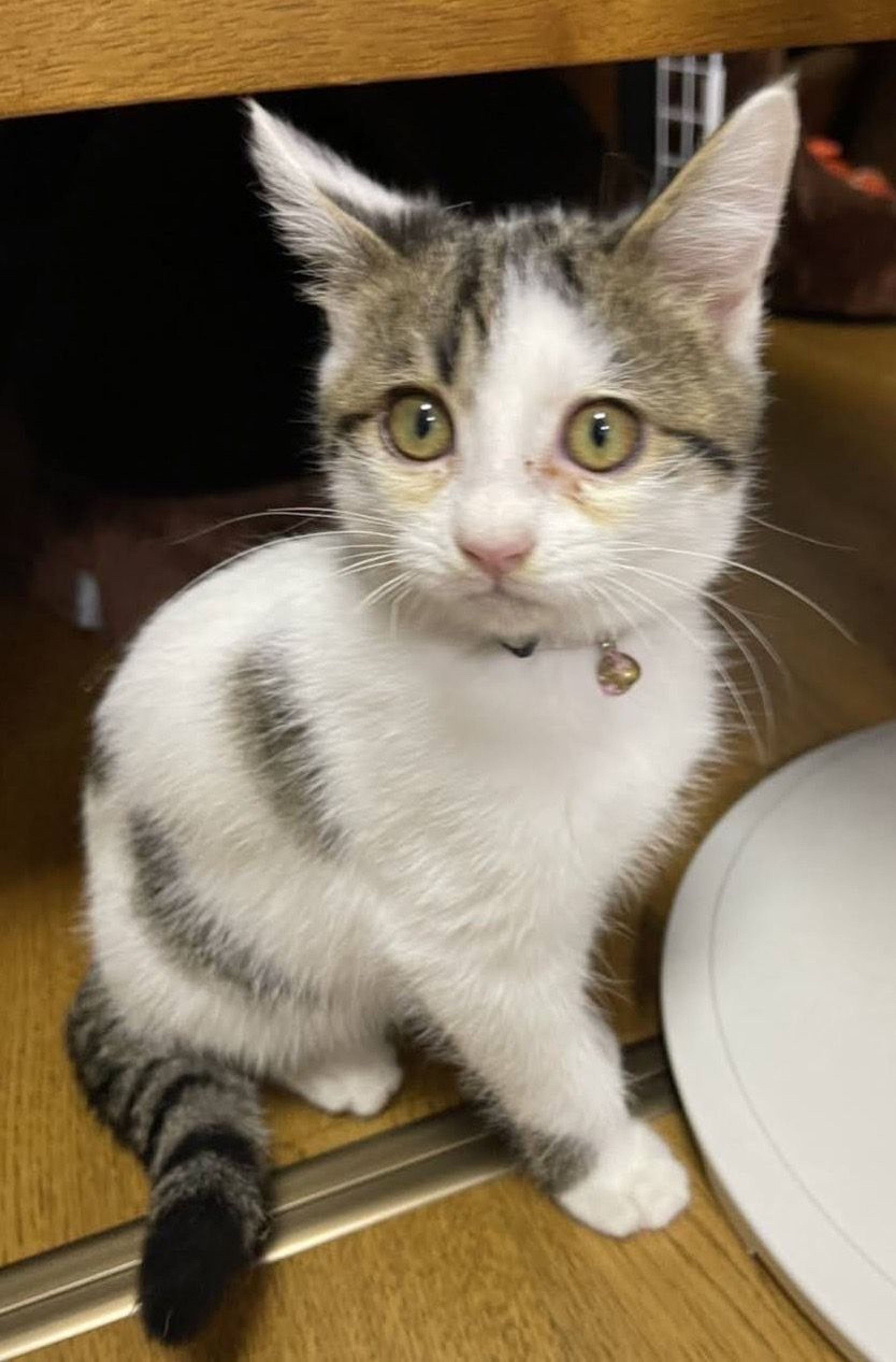 pet-image-3