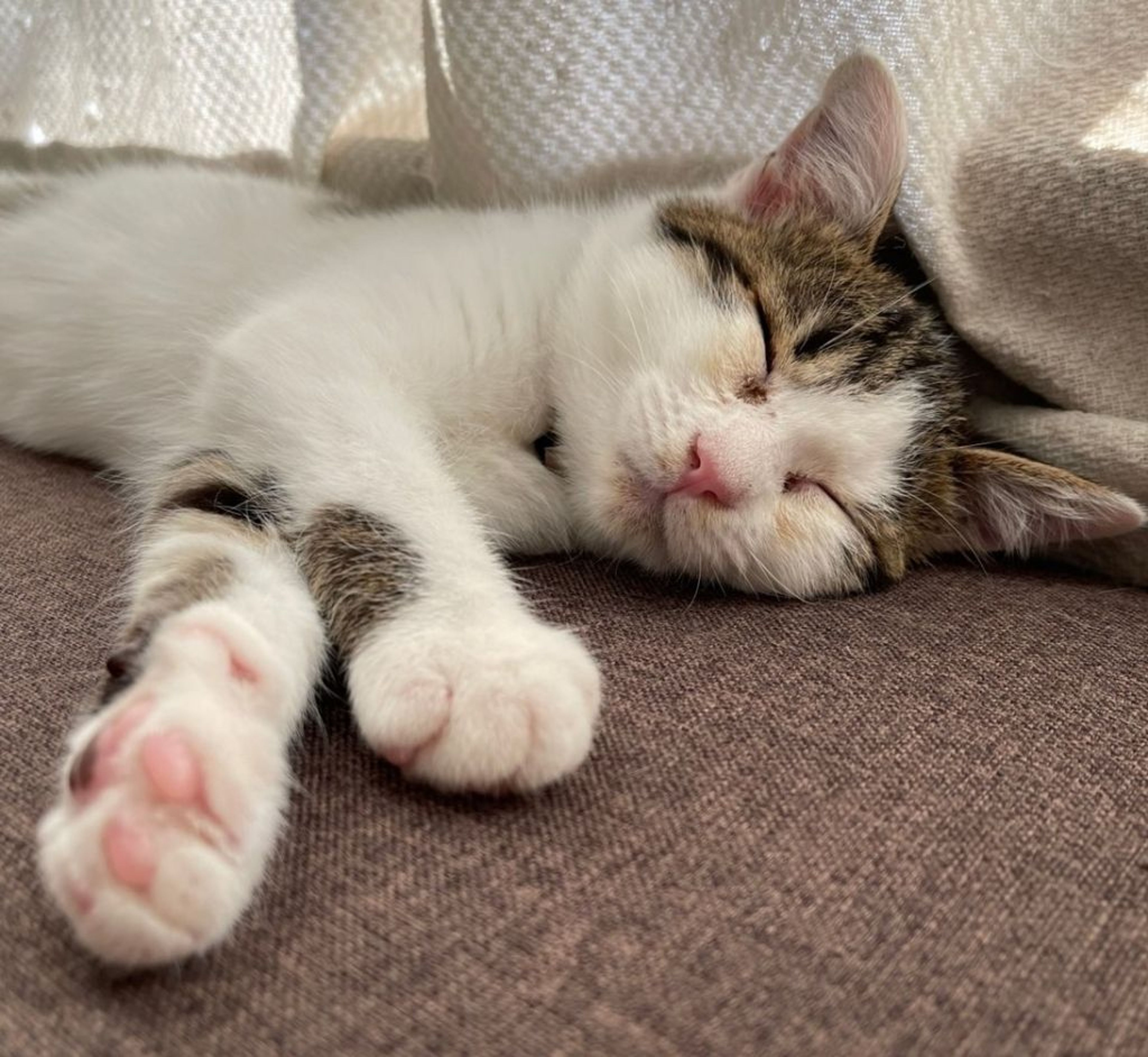 pet-image-4