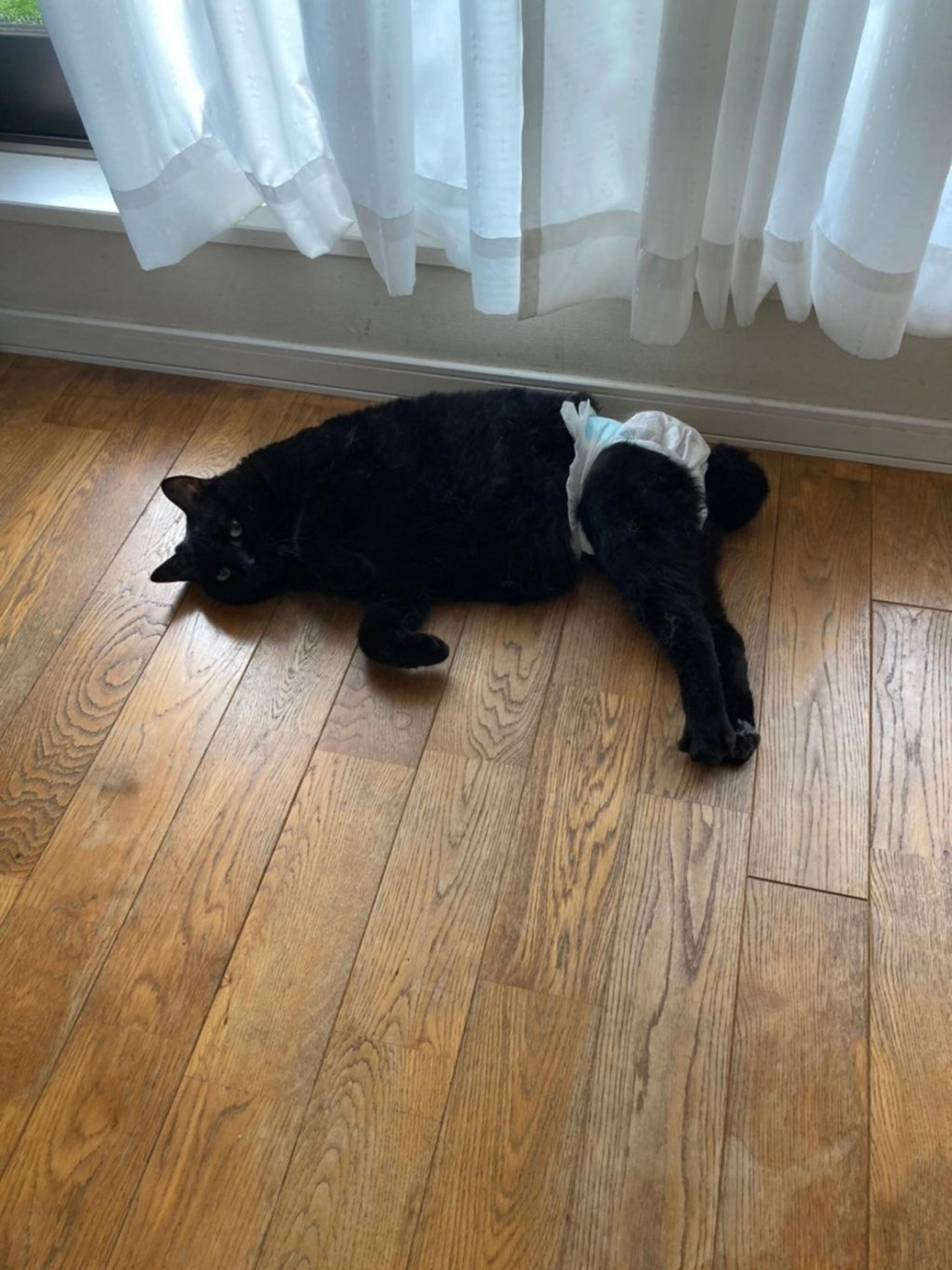 pet-image-2