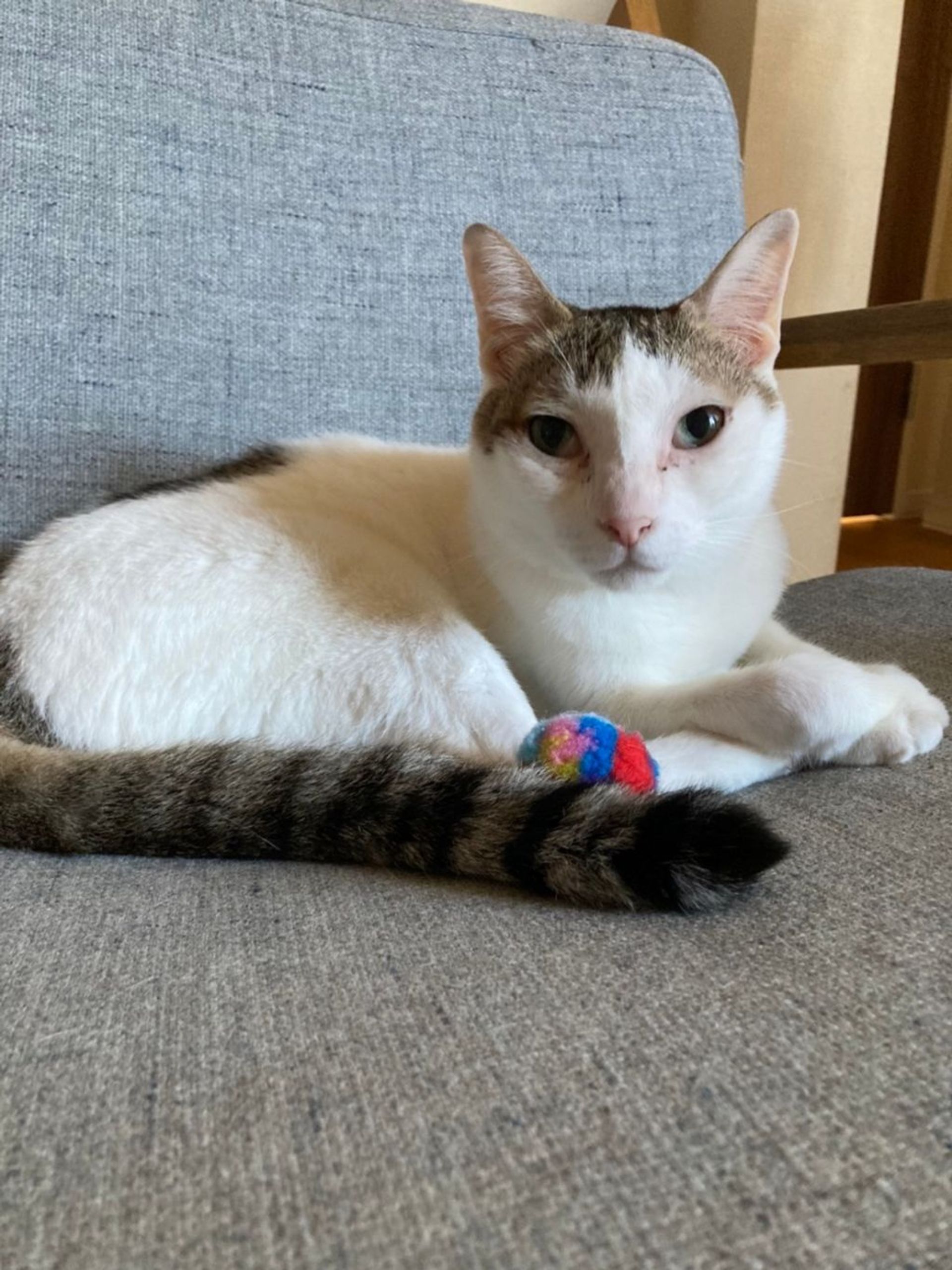 雑種（ミックス猫）・オスの里親募集の写真