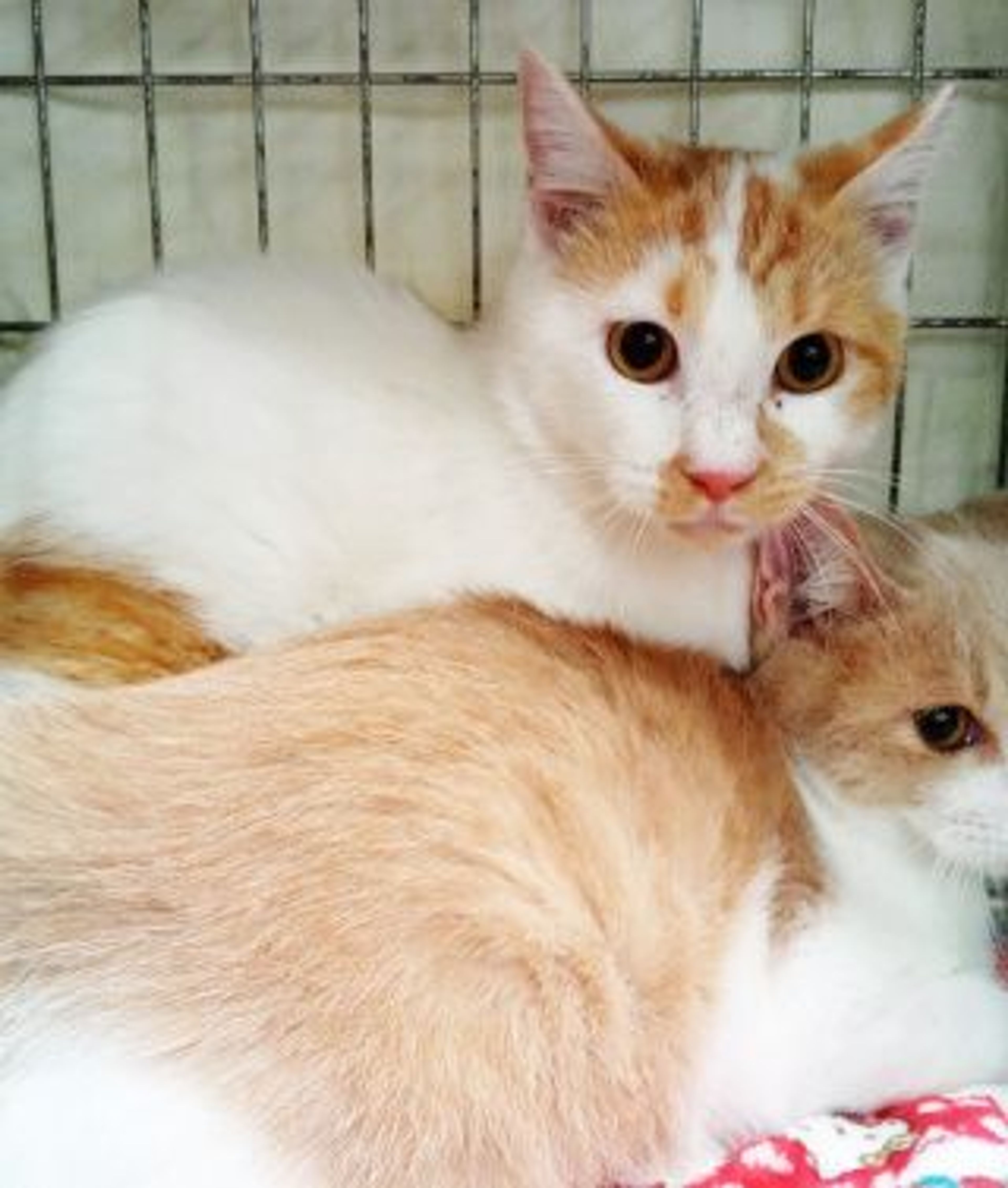 雑種（ミックス猫）・メスの里親募集の写真