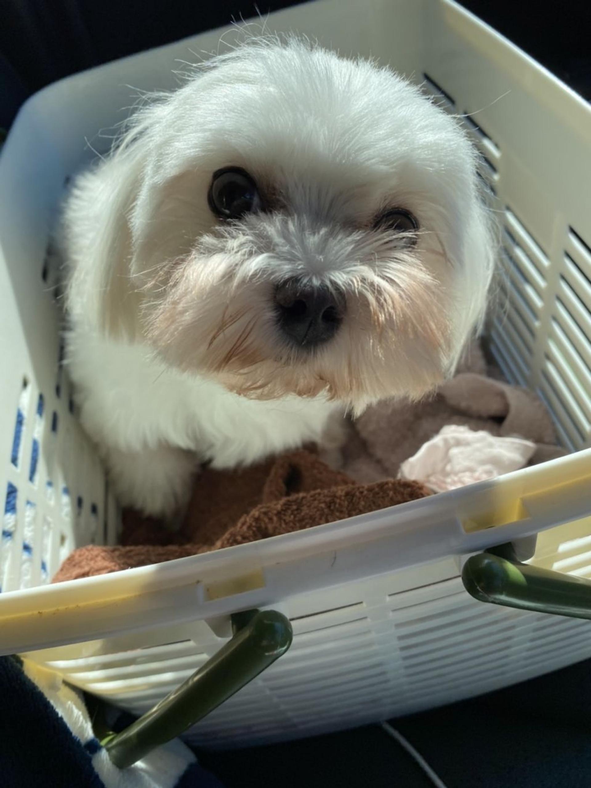 pet-image-3
