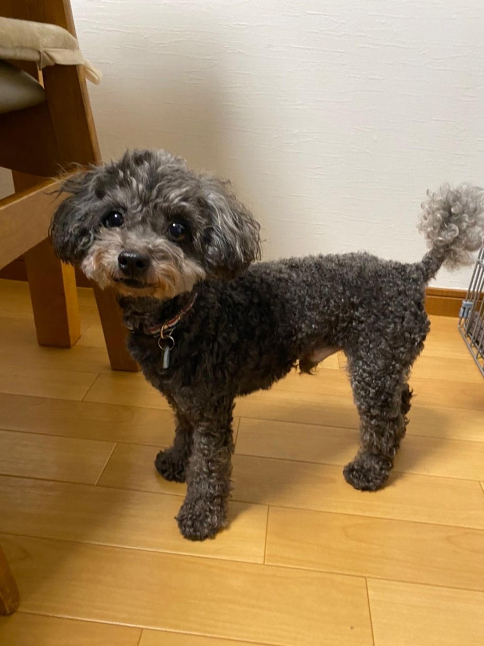 pet-image-2