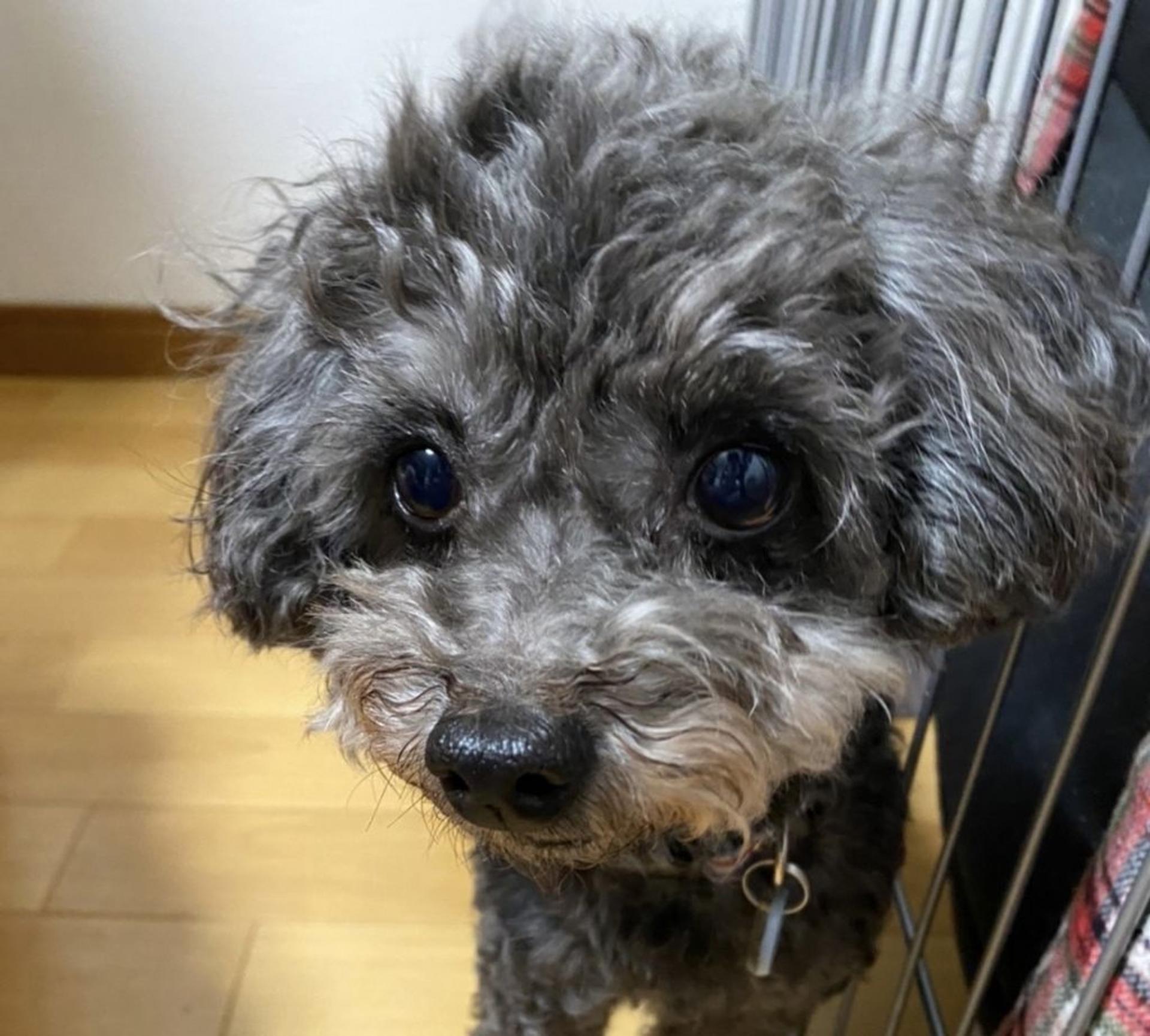 pet-image-3