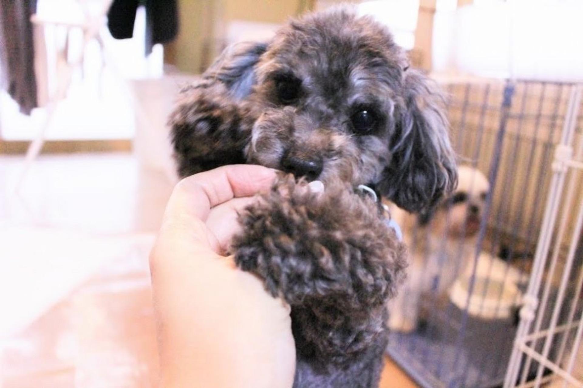 pet-image-4