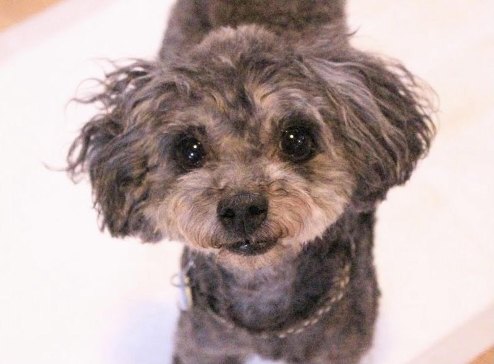 pet-image-5