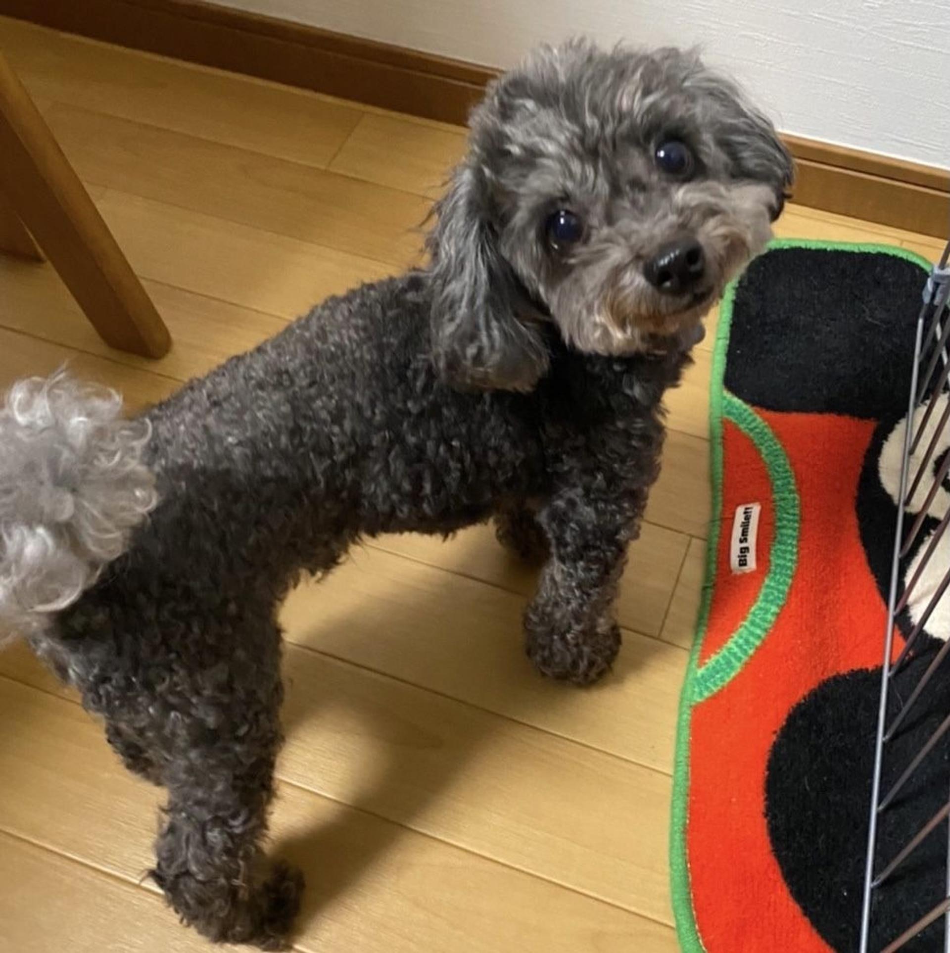 pet-image-6