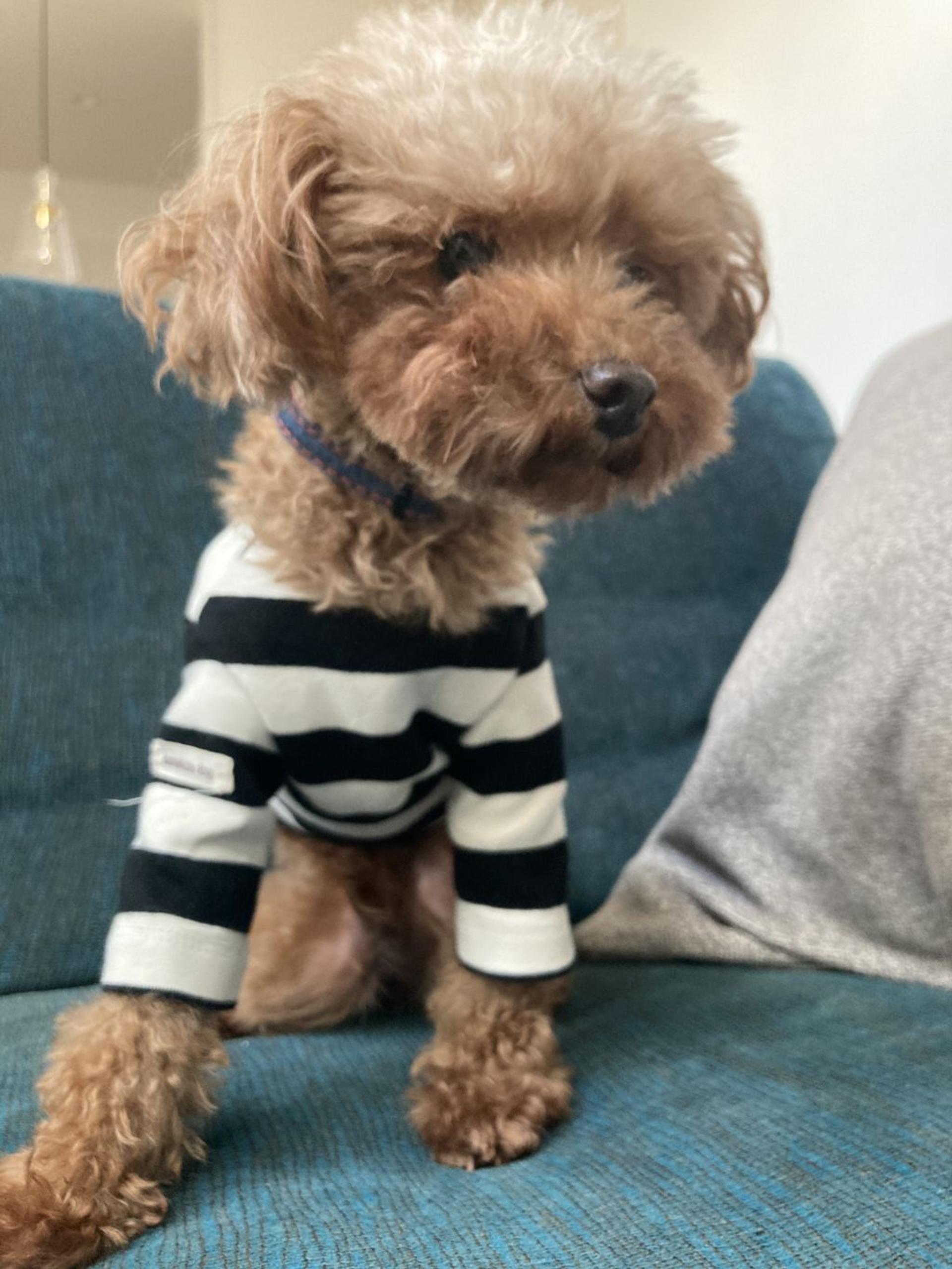 pet-image-3