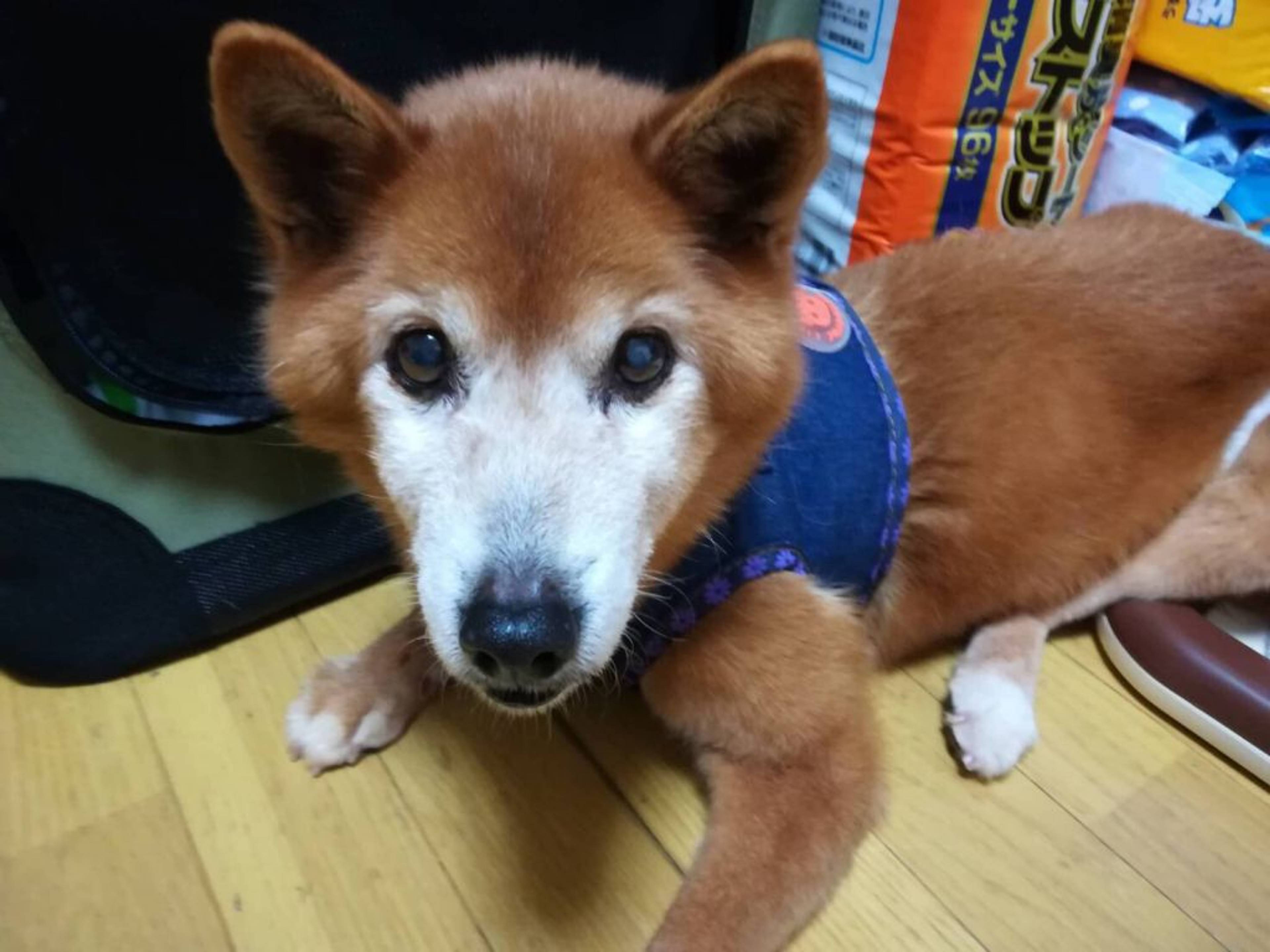 雑種（ミックス犬）・メスの里親募集の写真