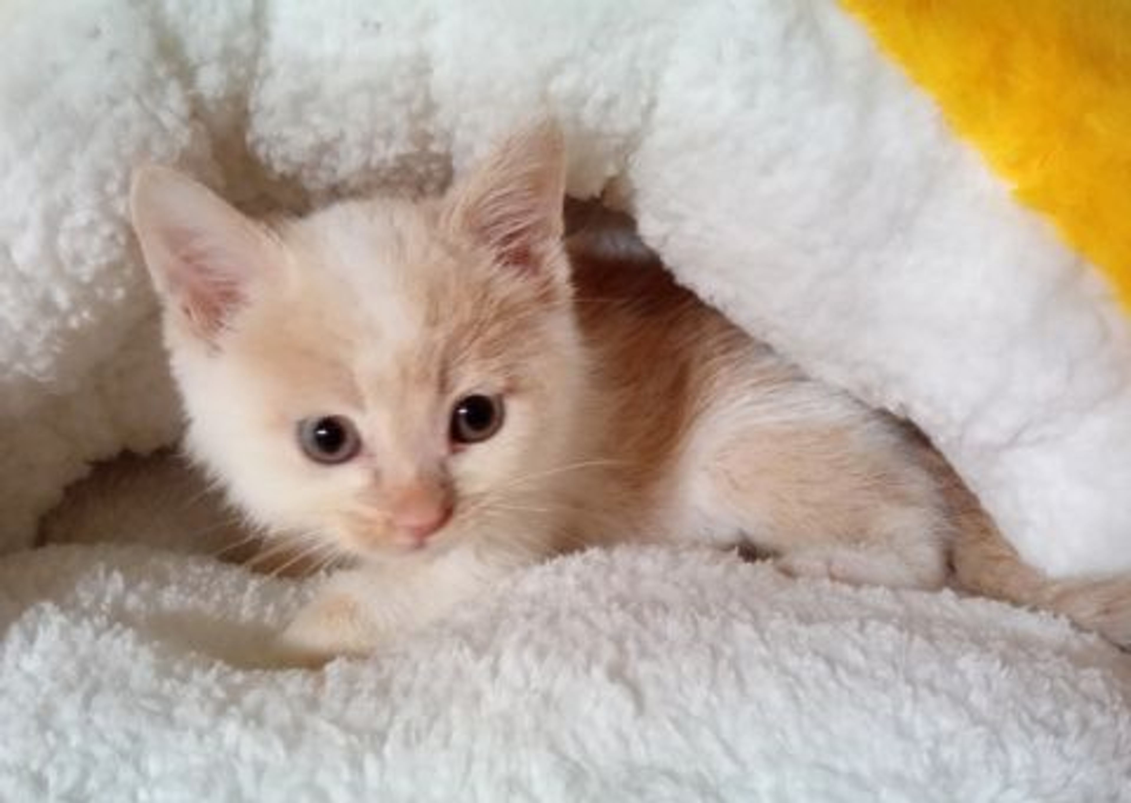 雑種（ミックス猫）・メスの里親募集の写真