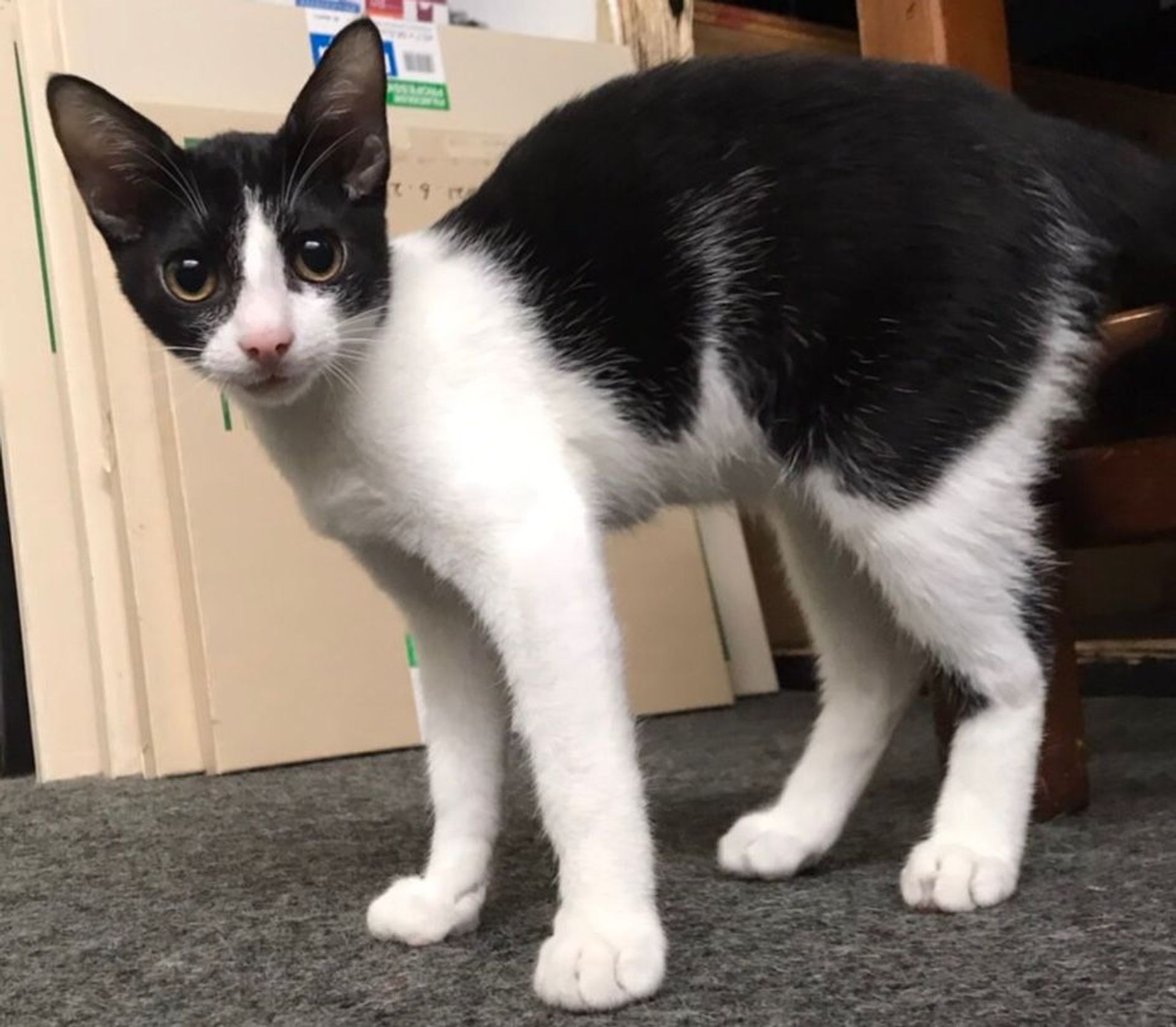 雑種（ミックス猫）・オスの里親募集の写真