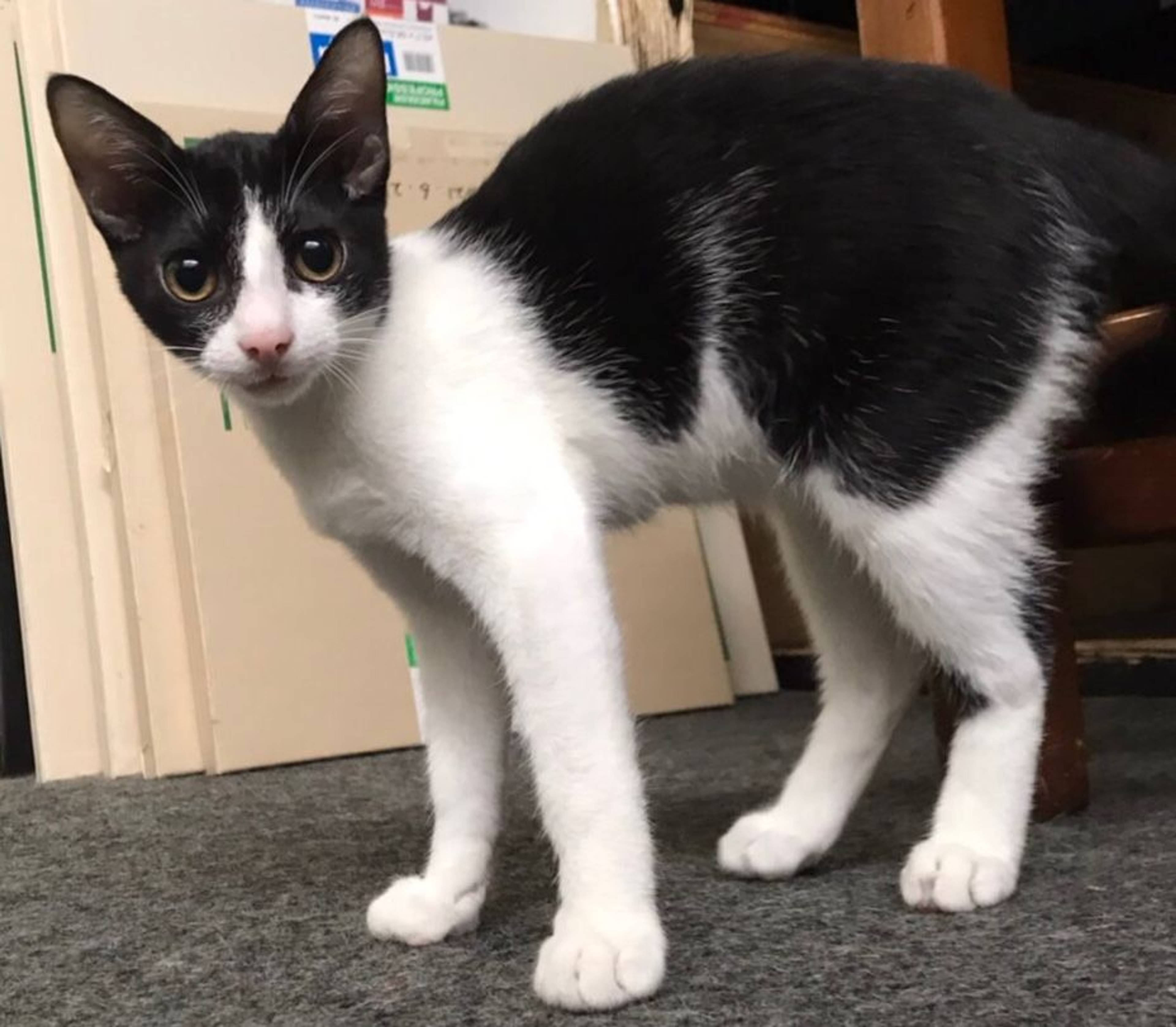 雑種（ミックス猫）・オスの里親募集の写真