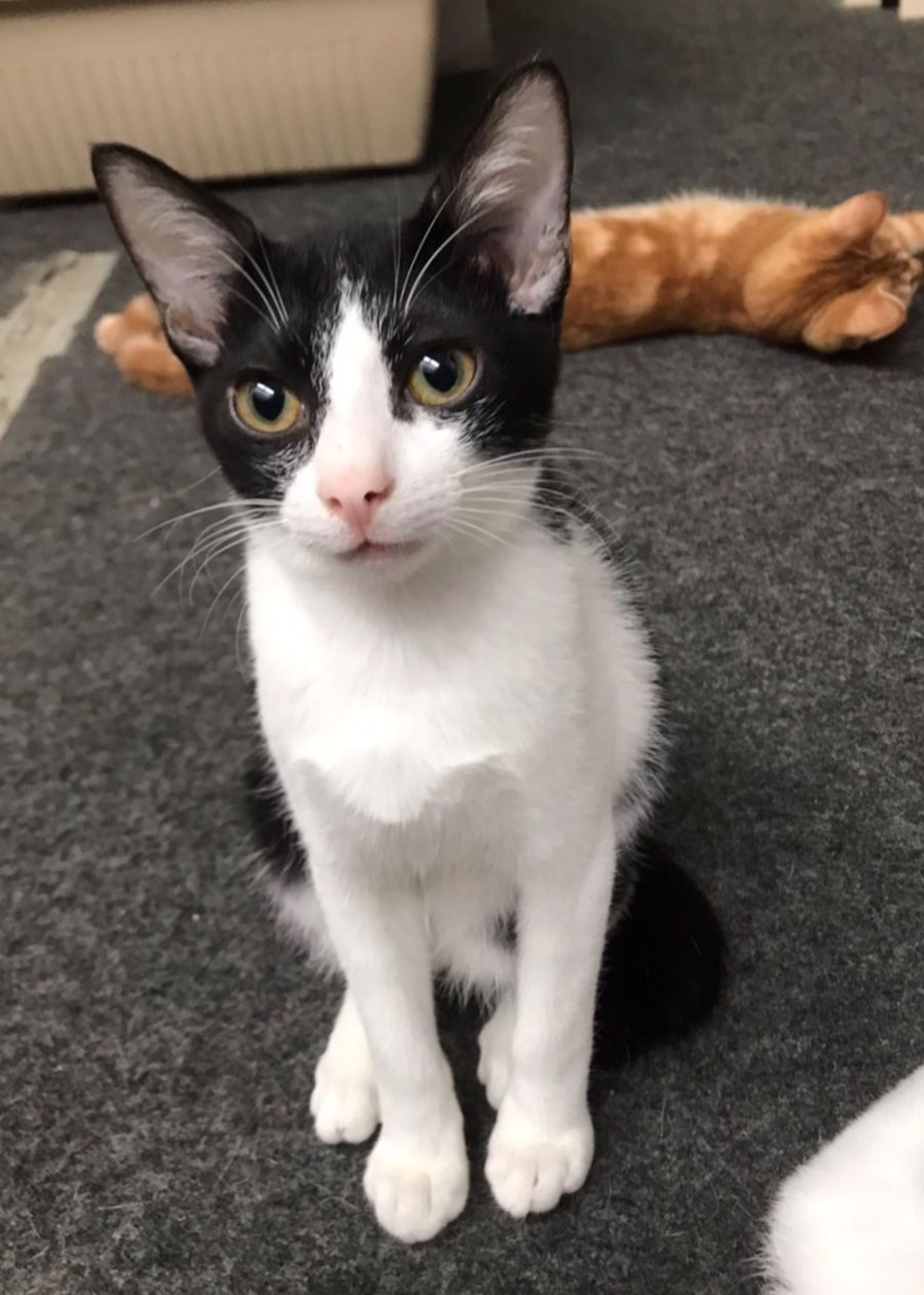 雑種（ミックス猫）・オスの里親募集の写真