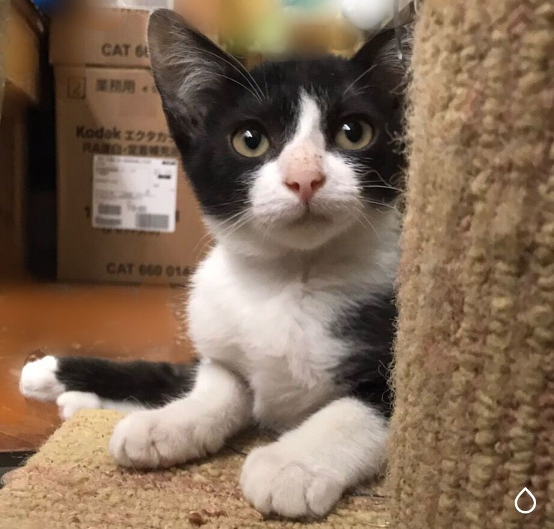 雑種（ミックス猫）・メスの里親募集の写真