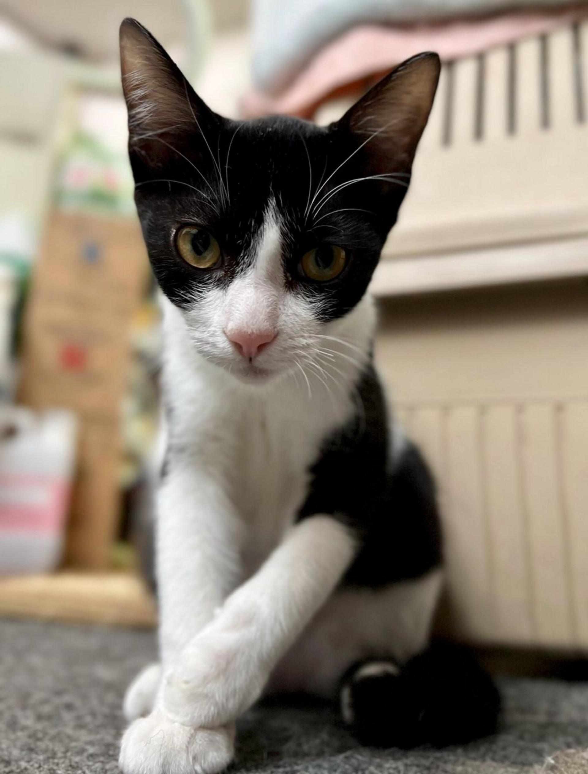 pet-image-3