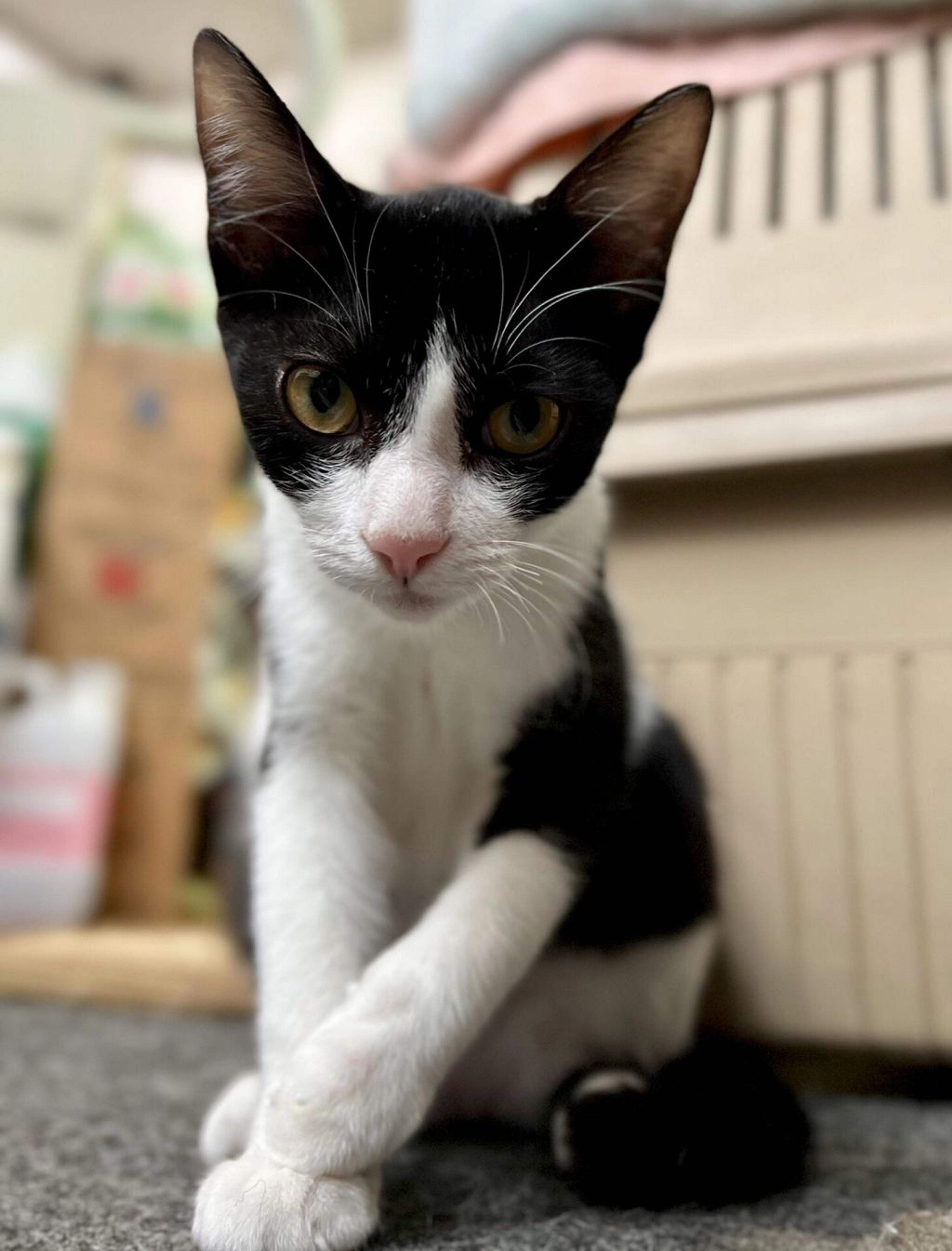 pet-image-3