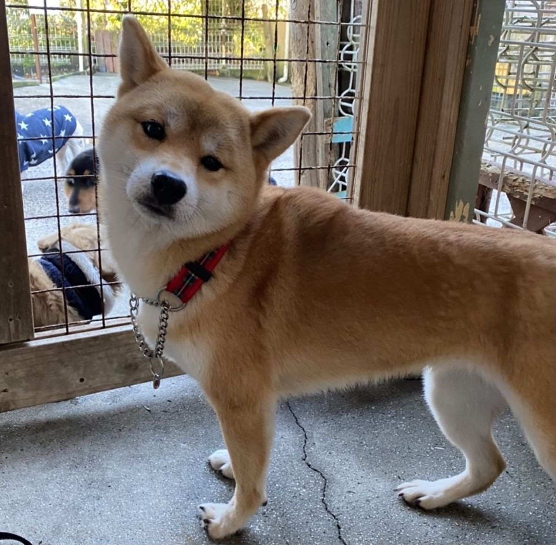 柴犬・メスの里親募集の写真